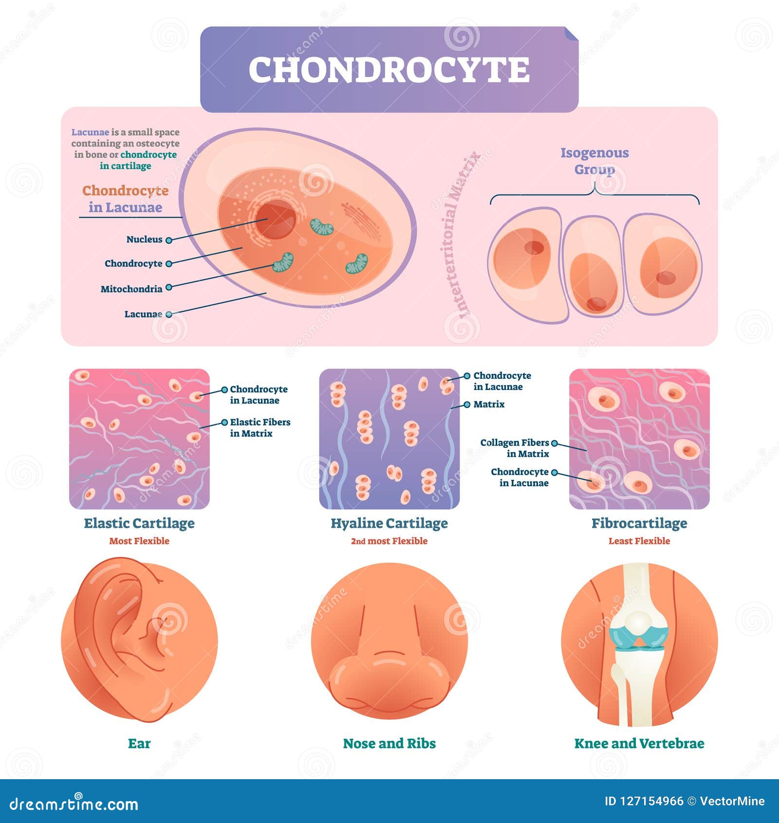 chondrocyte   infographic. medical labeled biology diagram