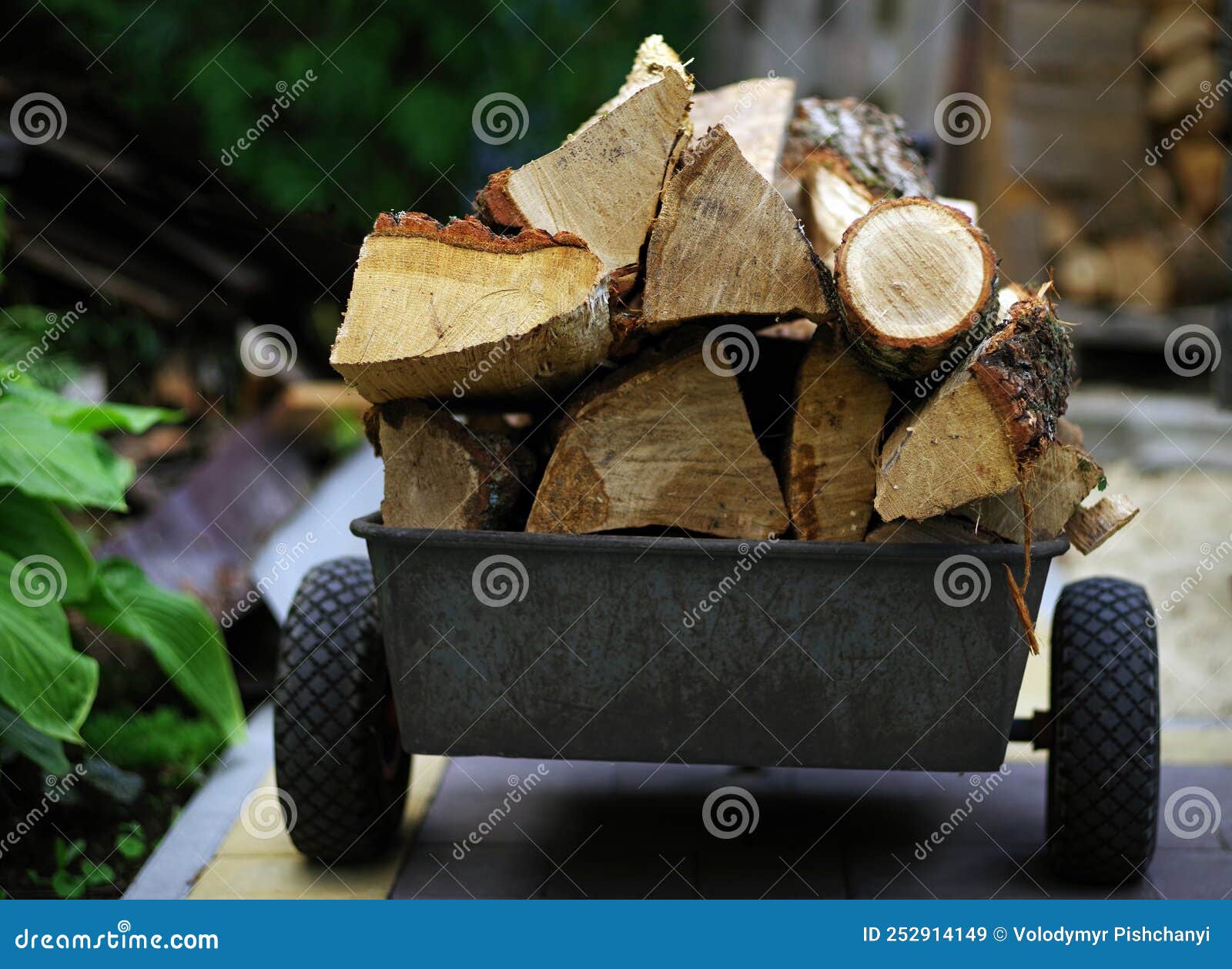Chopped Firewood on a Wheelbarrow. Preparing for Winter Stock Image