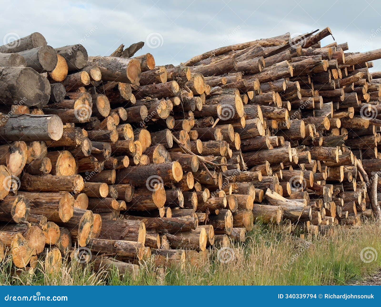 chopped wood logs stacked high from low angle view