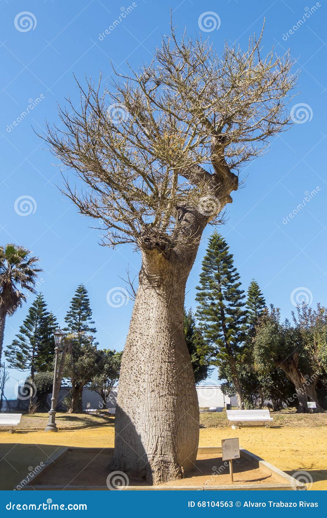 chorisia speciosa tree genoves park cadiz, andalusia, spain