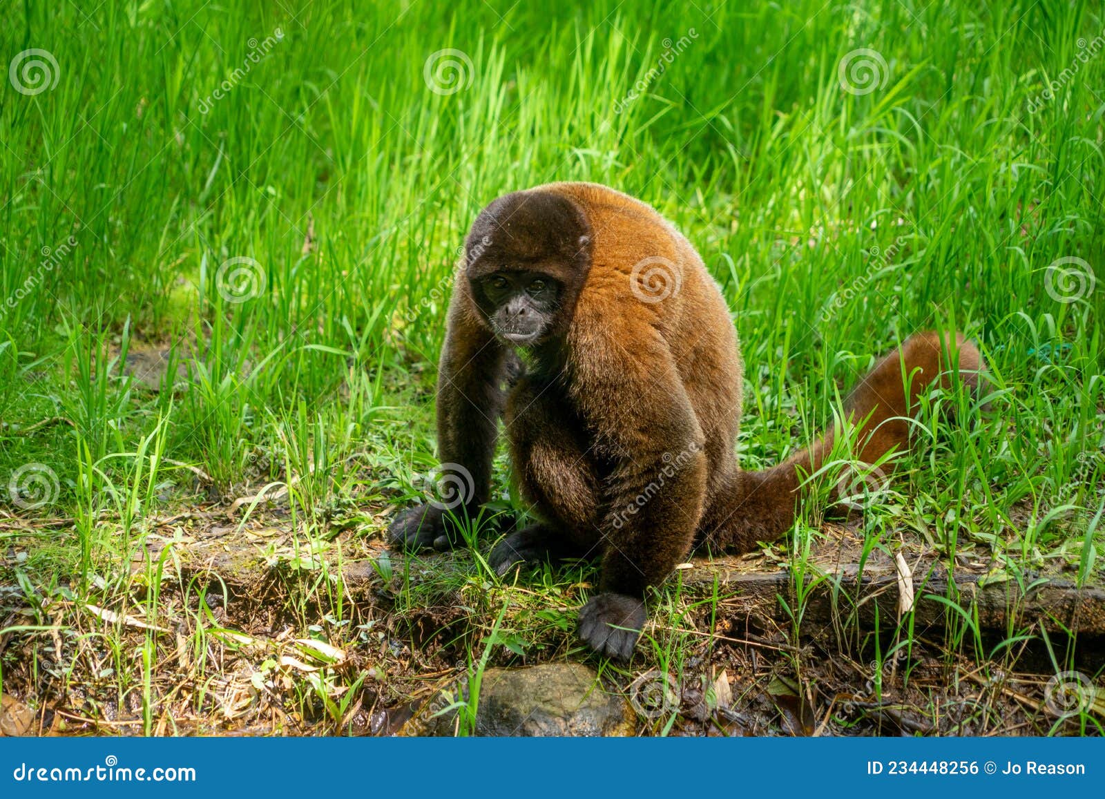chorongo monkey, amazonia, ecuador