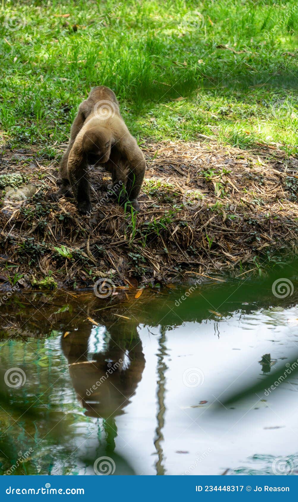 chorongo monkey, amazonia, ecuador