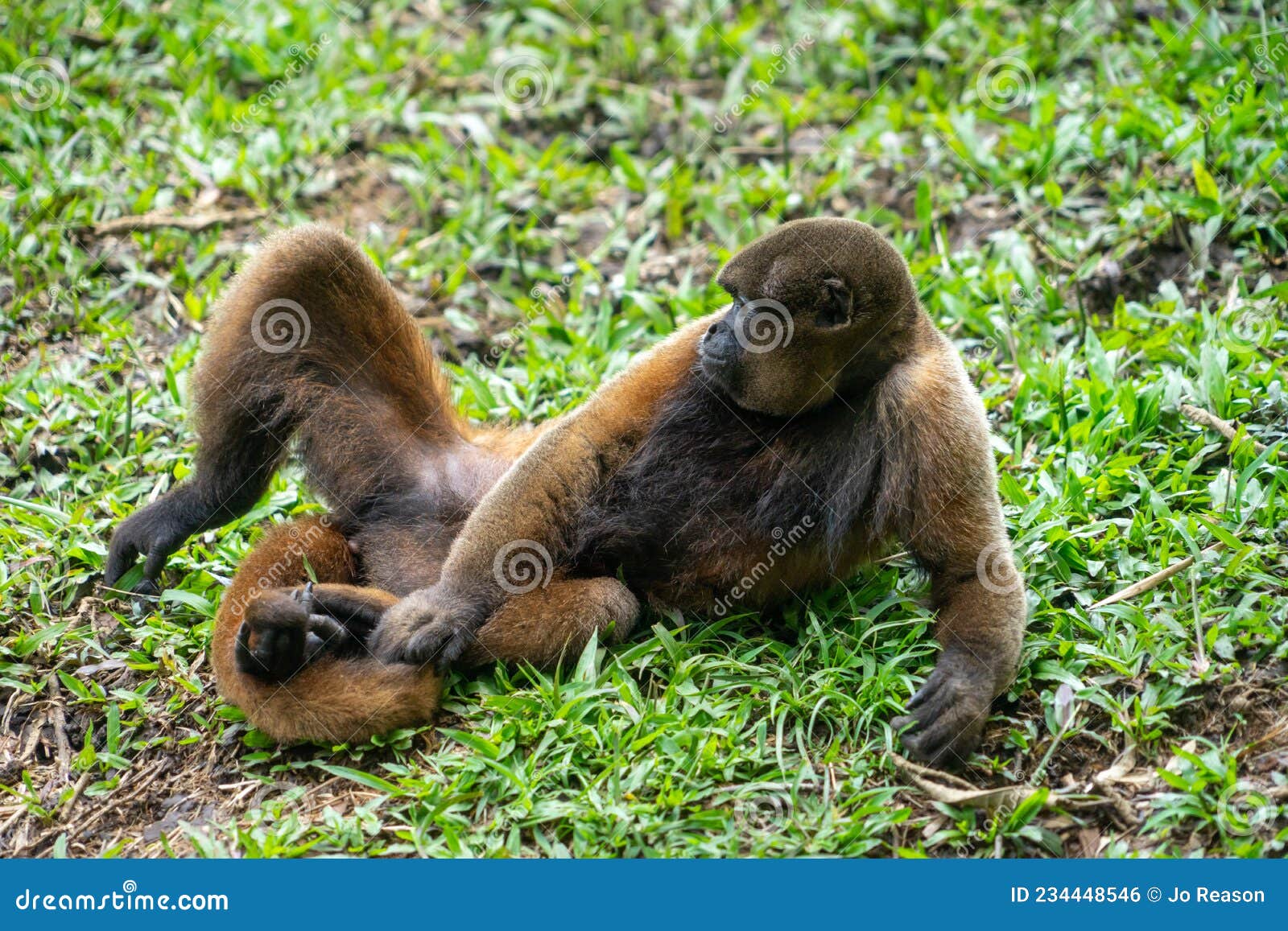 chorongo monkey, amazonia, ecuador