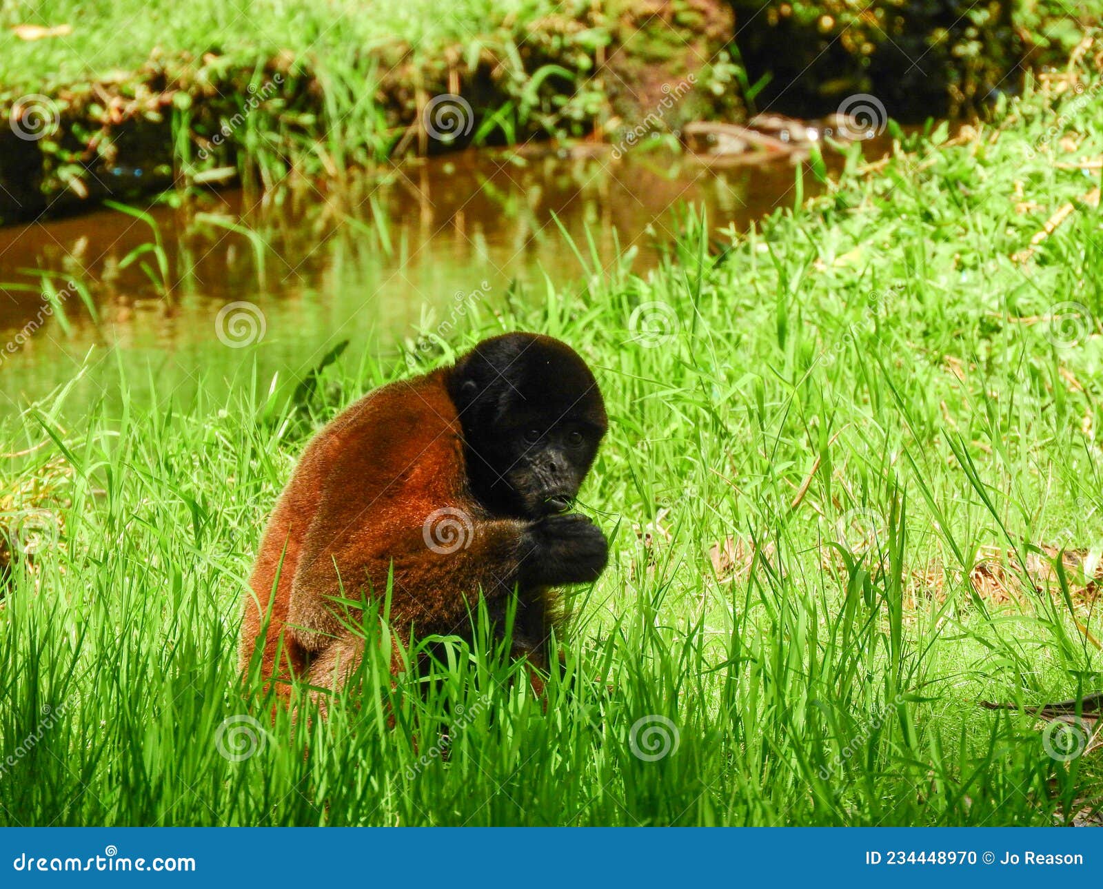 chorongo monkey, amazonia, ecuador