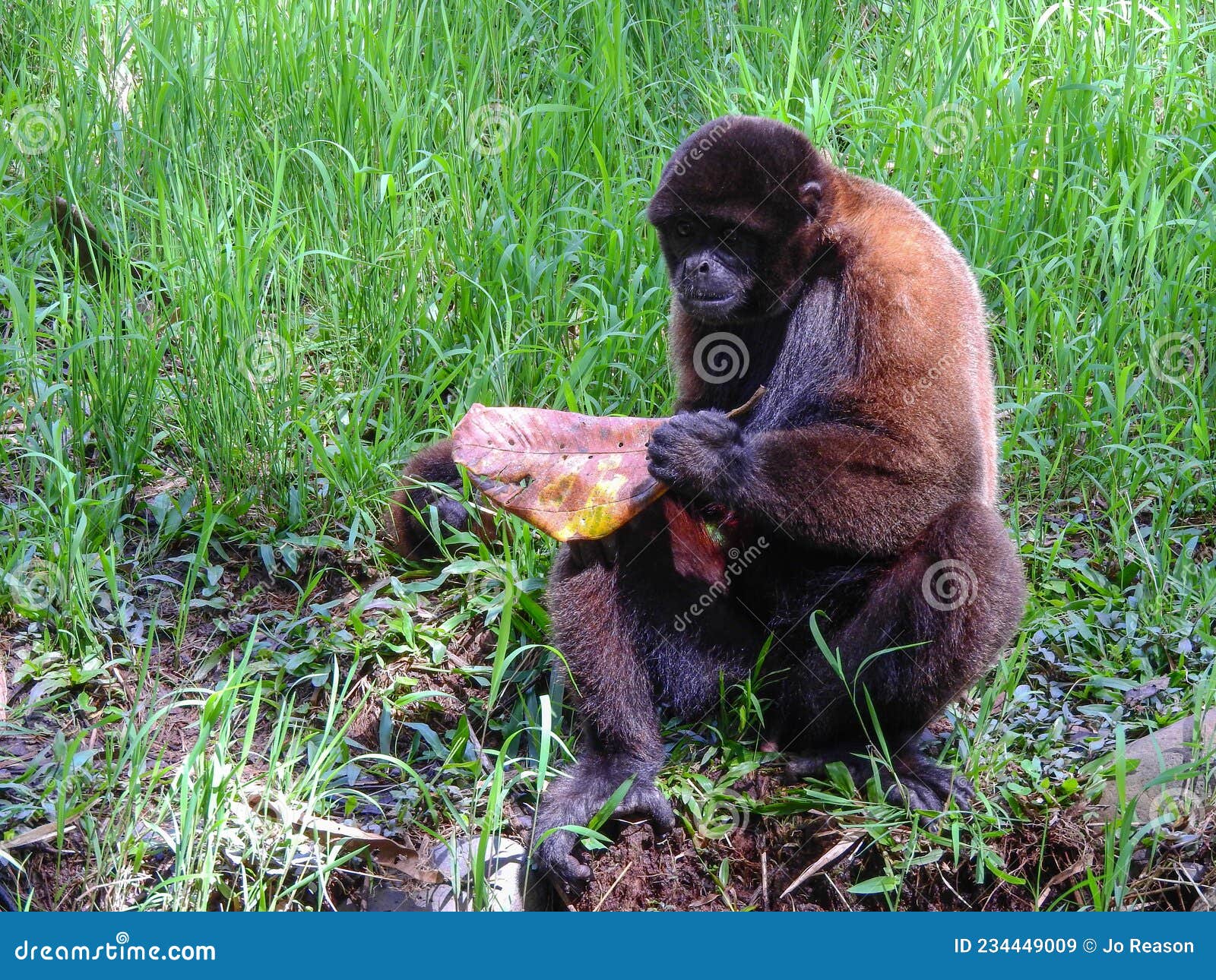 chorongo monkey, amazonia, ecuador