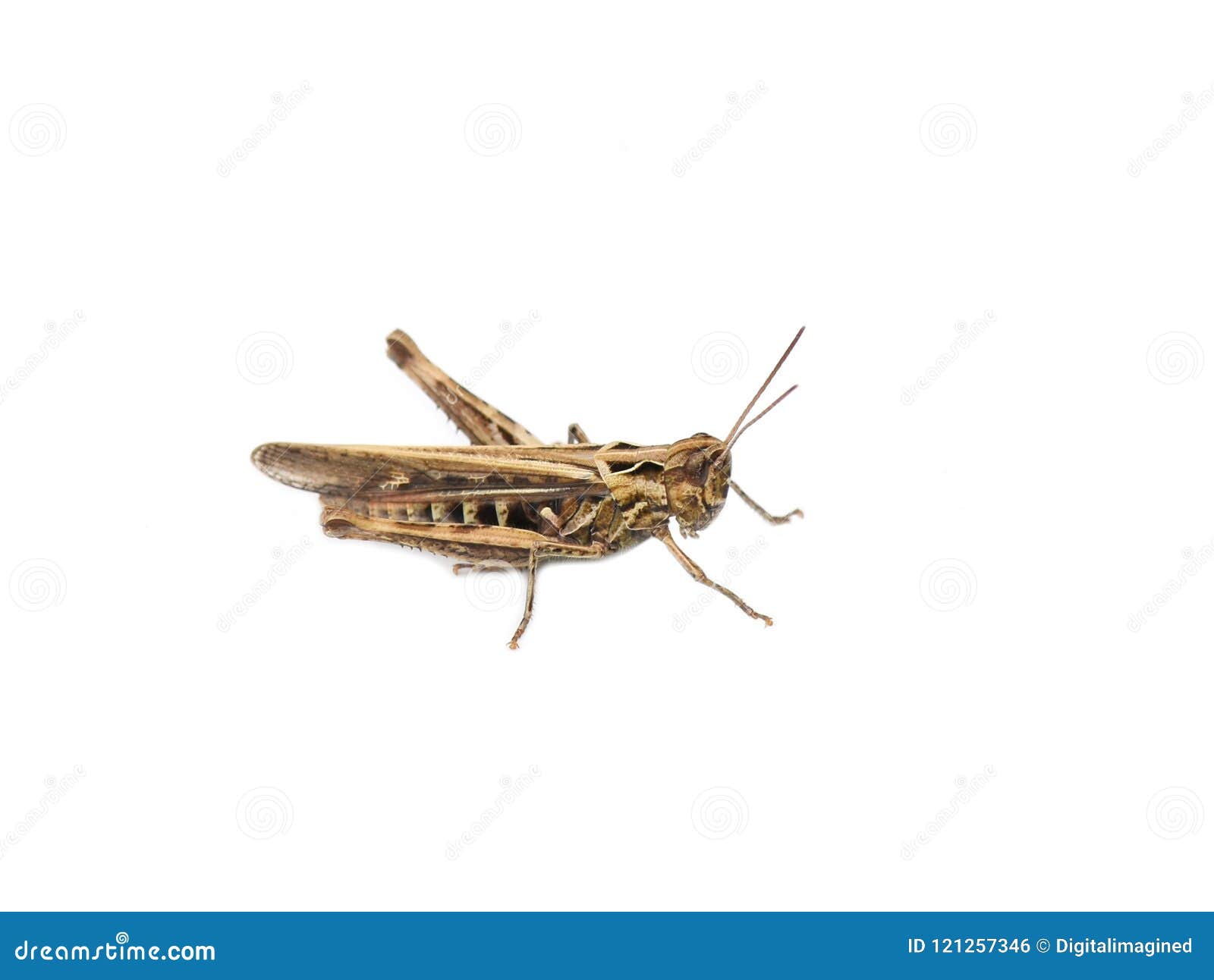 chorthippus brunneus common field grasshopper 