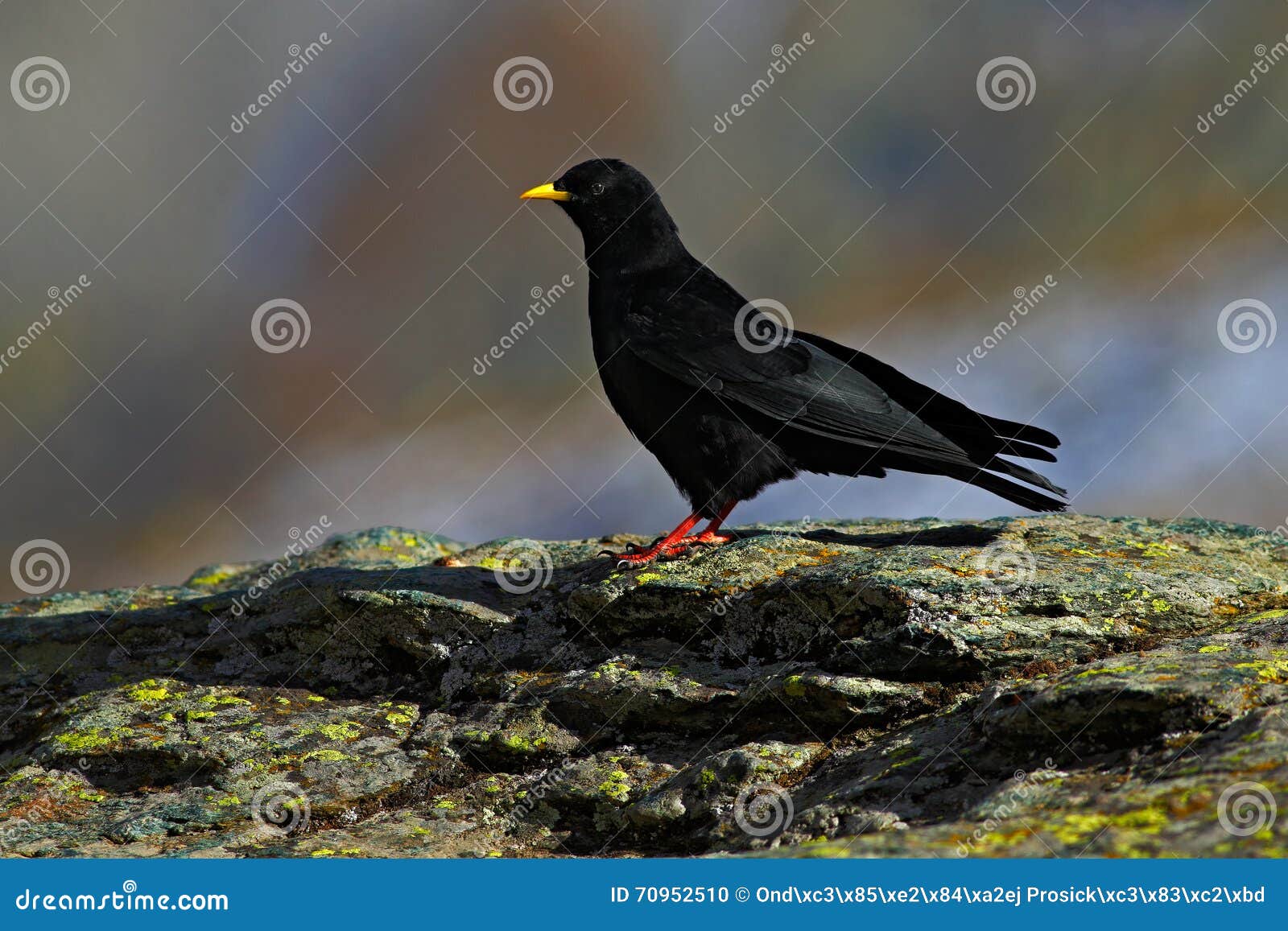 Chough Alpin Graculus De Pyrrhocorax Oiseau Noir Se