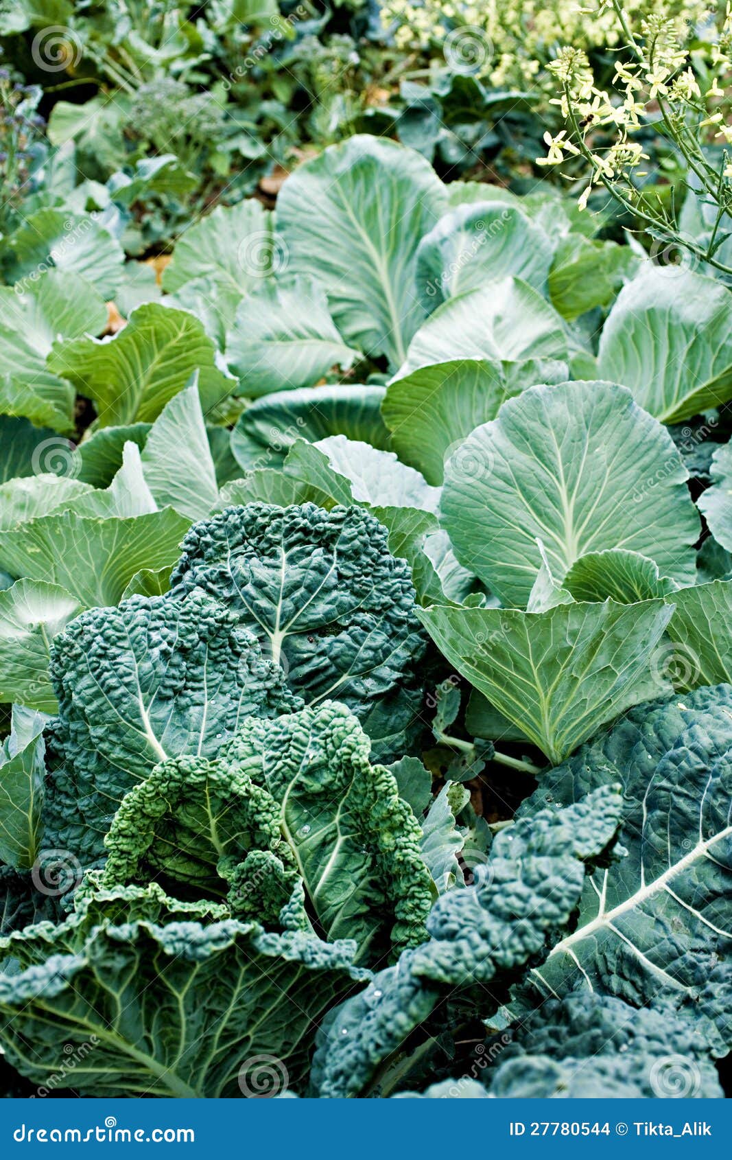 Choux et verts de collard photo stock. Image du ingrédient 27780544