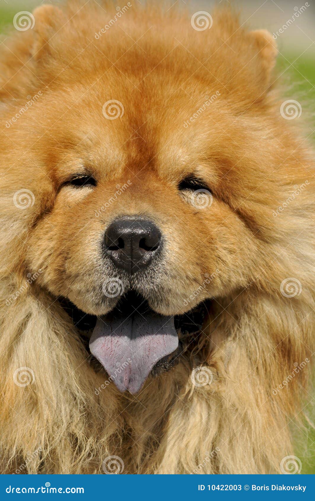 Chow chow dog stock image. Image of tongued, thoroughbred ...