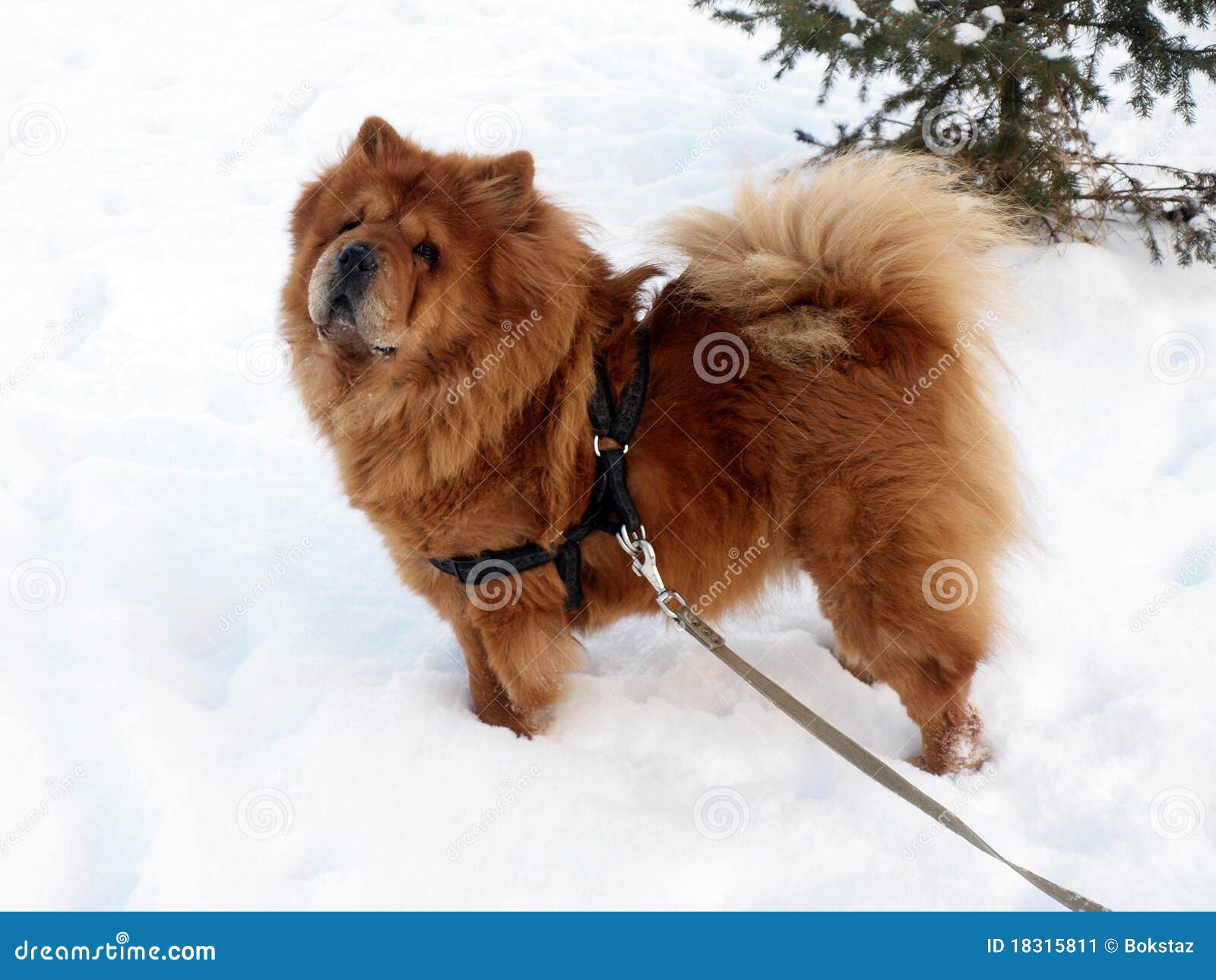 Angry Chow Chow Photos Free & RoyaltyFree Stock Photos
