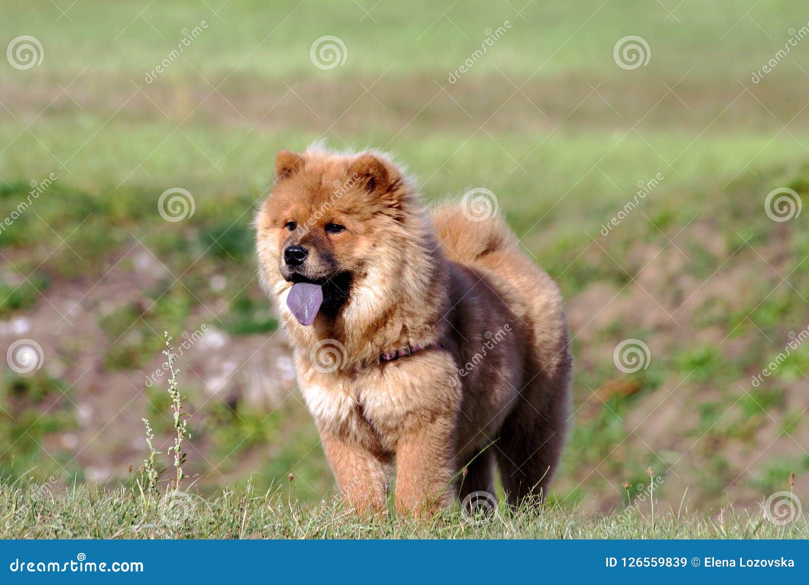 chow chow dog blue