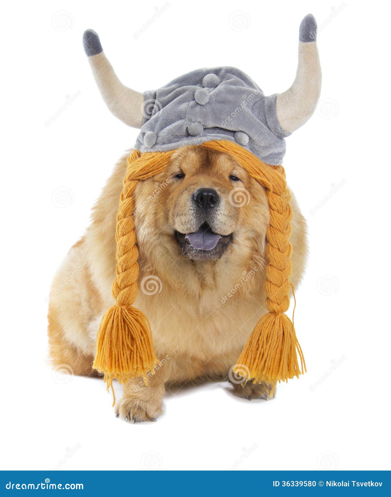 Chowchow Dog with Viking Hat Stock Photo Image of white, joke 36339580
