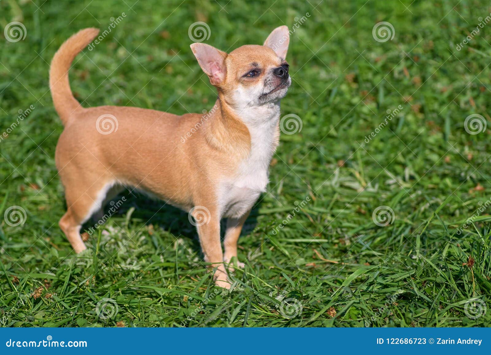 small breed short hair dogs