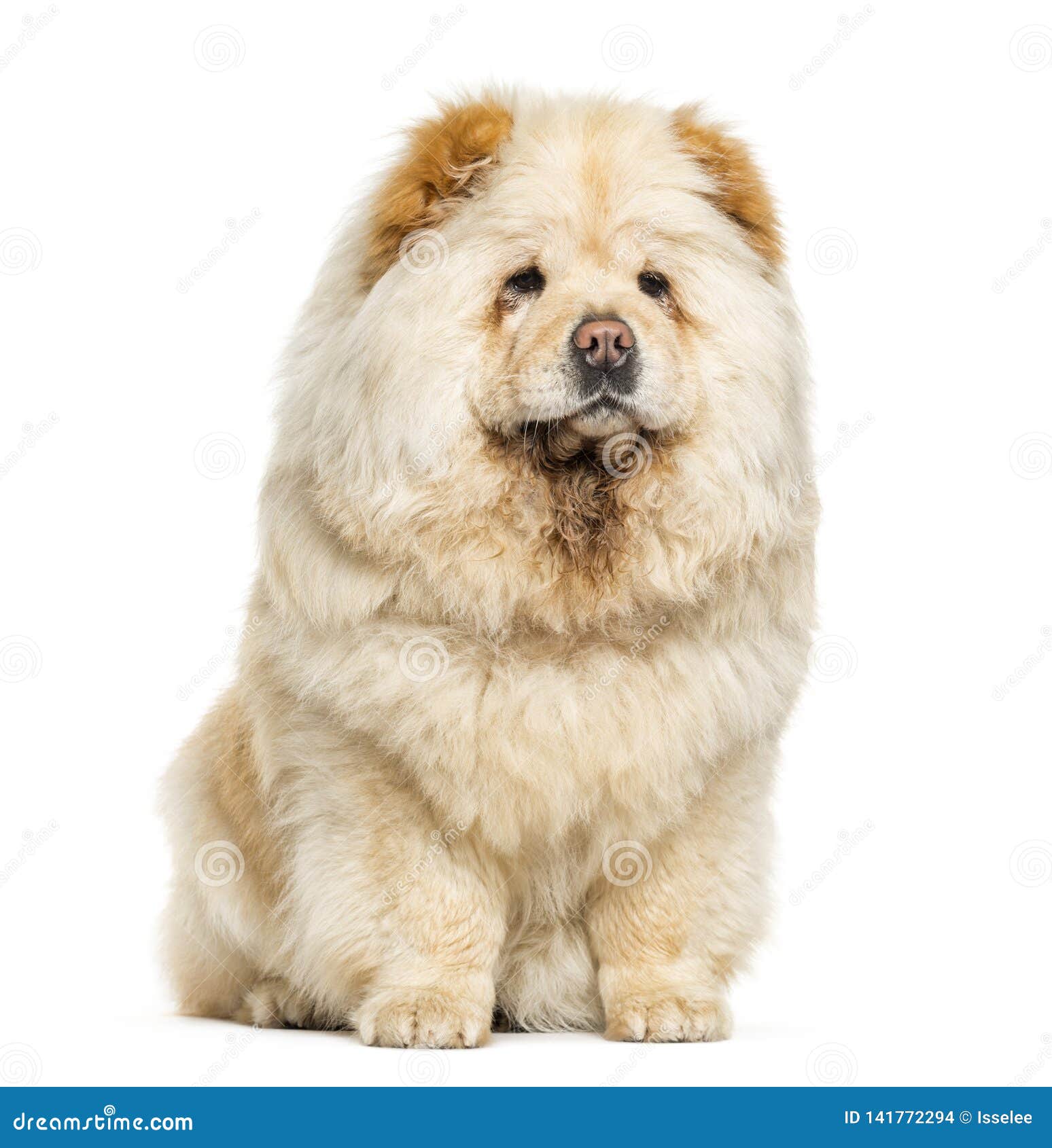 a white chow chow