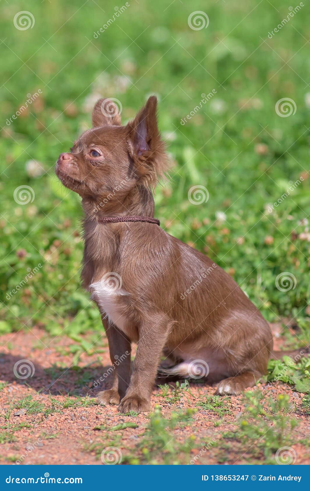 Chow Chow Small Dog With Short Hair Close Up Stock Image Image