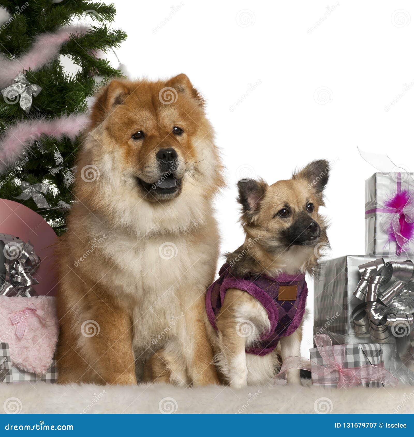 Droll Chow Chow Mix Puppies