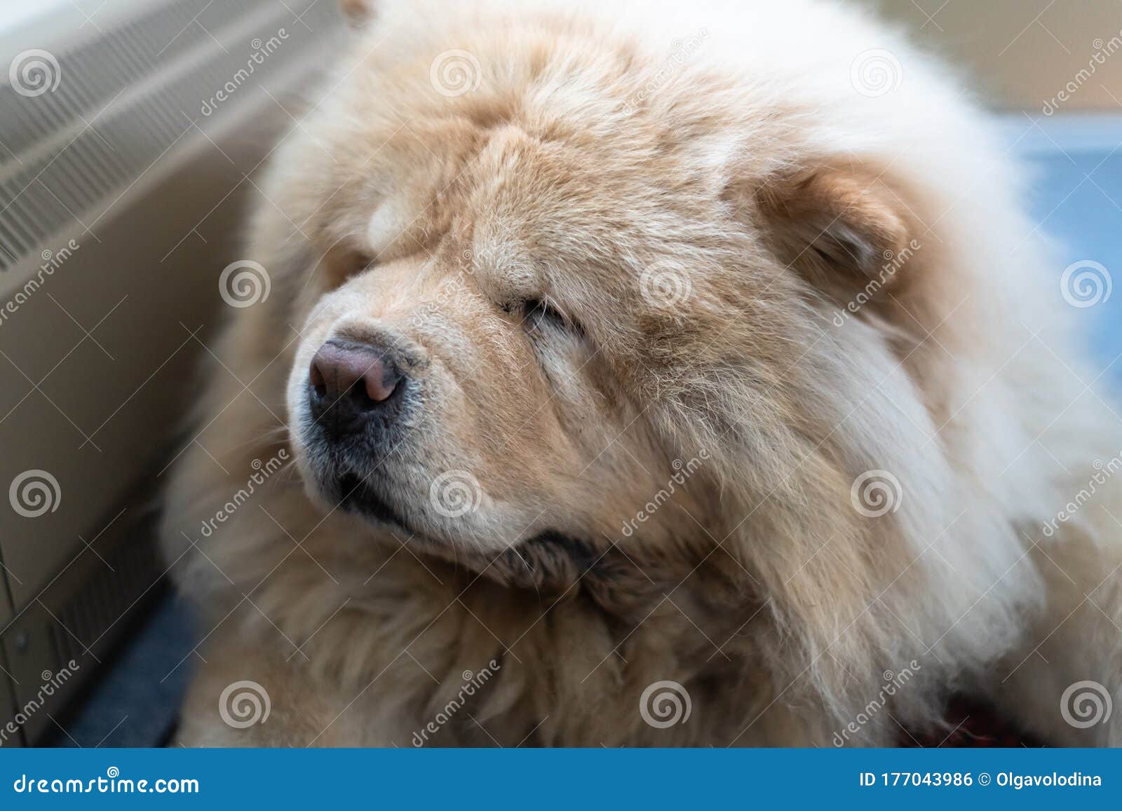 beige chow chow