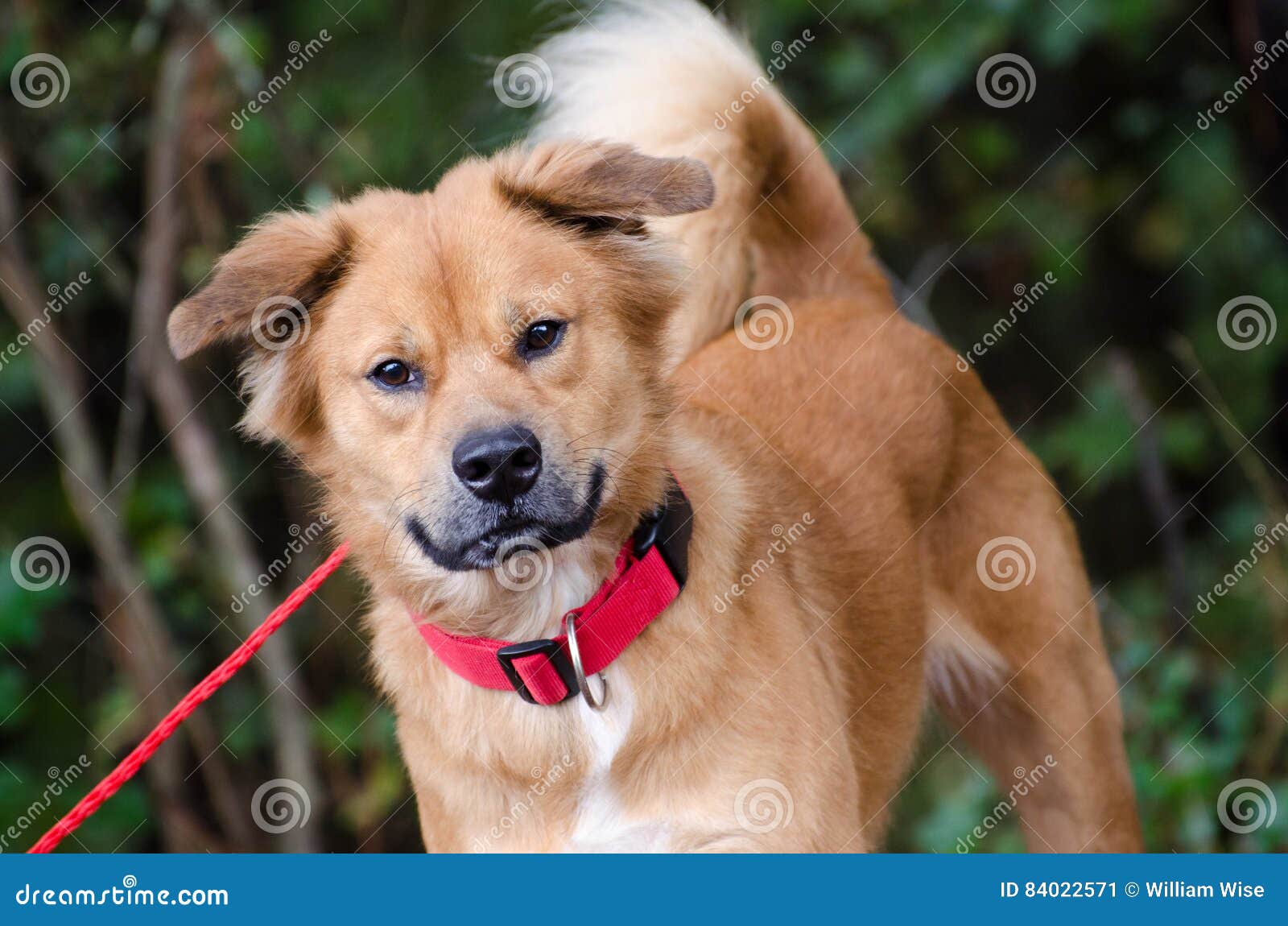 Chow Golden Retriever Mixed Breed Dog Stock Image Image Of Cattledog Adoption 84022571