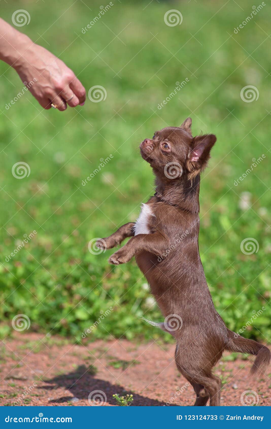 Chow Chow Small Dog Stands On Hind Legs Close Up Stock Image