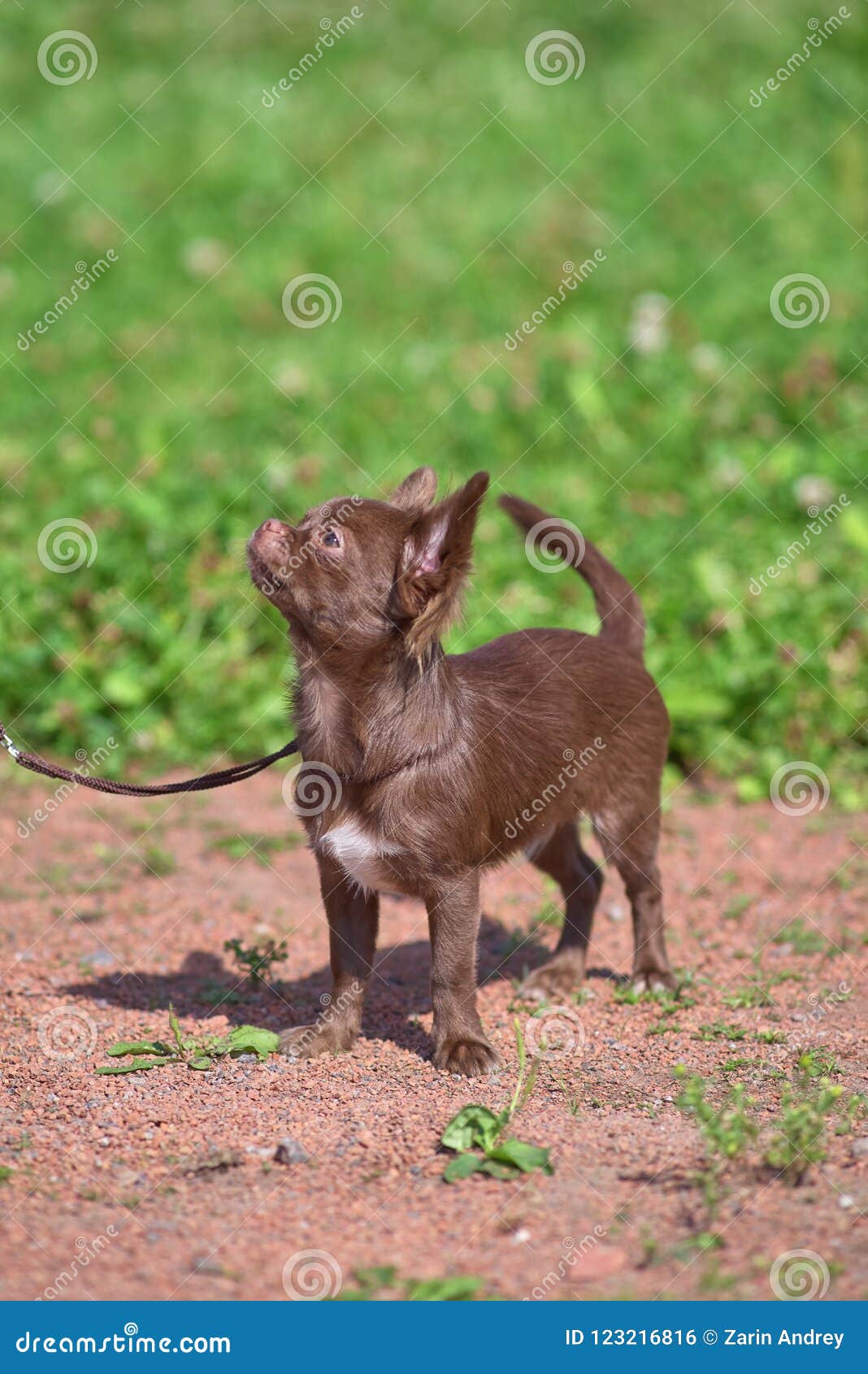 Chow Chow Small Dog With Short Hair Close Up Stock Photo Image