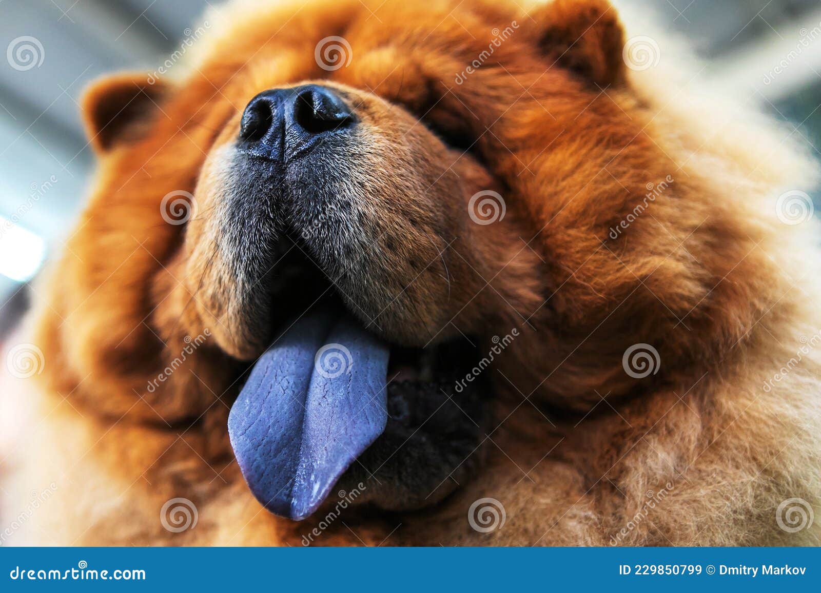 What Dogs Have Purple Tongues