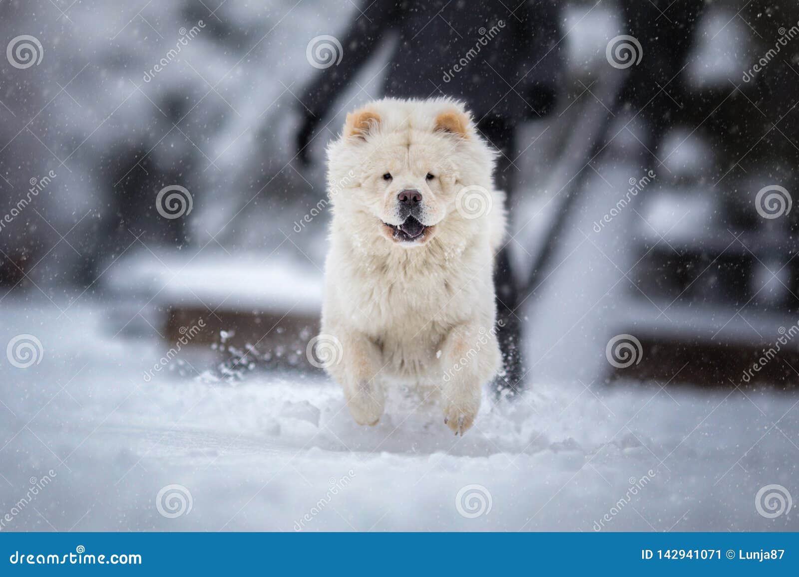 chow chow running