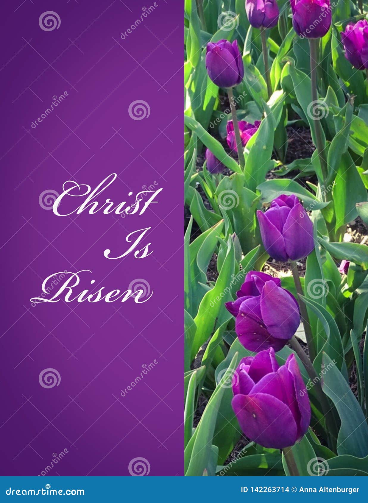 Christ wzrastający. Chrystus jest Wzrastającym tekstem z purpurowymi tulipanami
