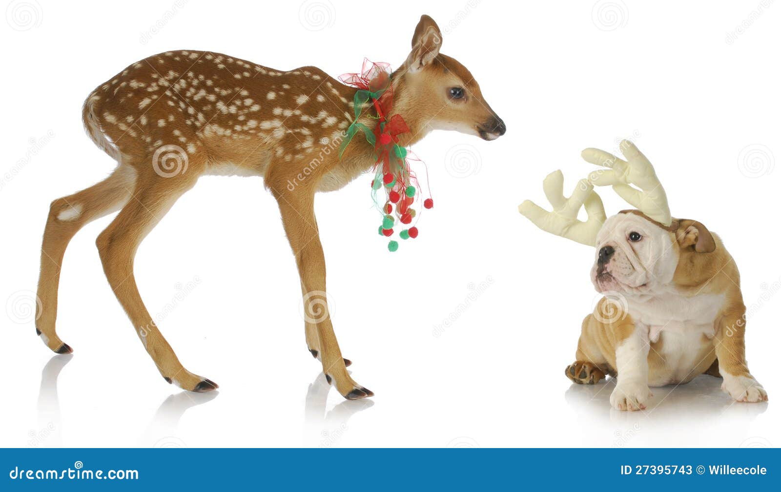 Christmas animals stock image. Image of equipment, bulldog 27395743