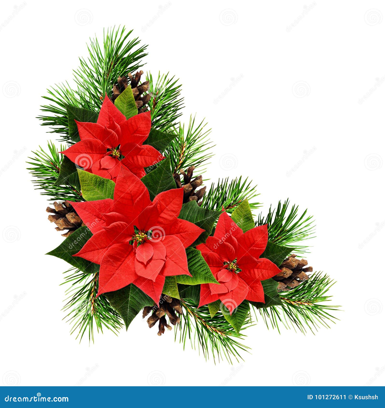 Christmas Arrangement with Pine Twigs, Cones and Poinsettia Flow Stock ...
