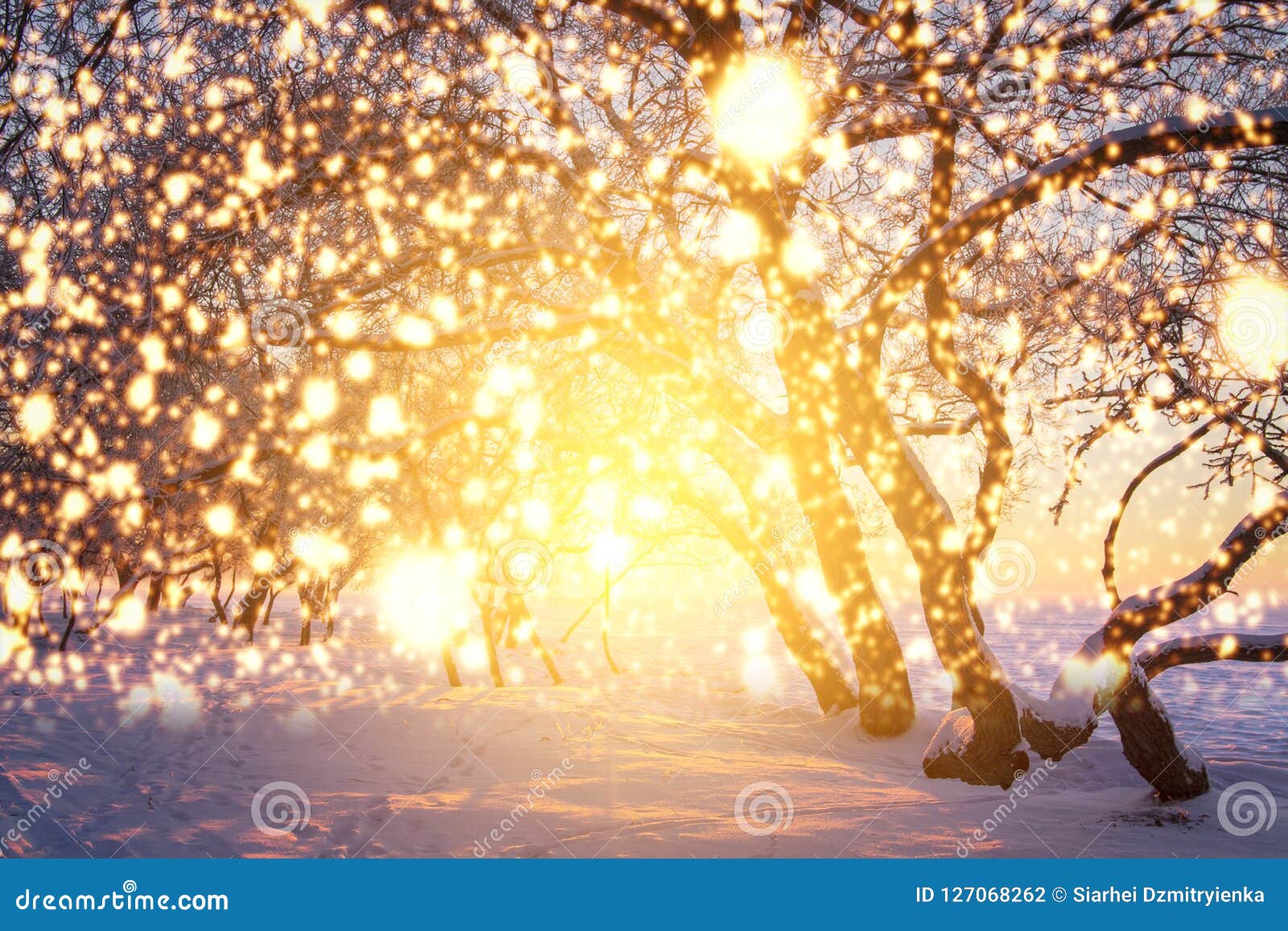 Christmas Background with Glowing Snowflakes. Shining Magic Lights in Nature. Scenery Winter Fairytale. Stock Photo - Image of happy, shine: 127068262