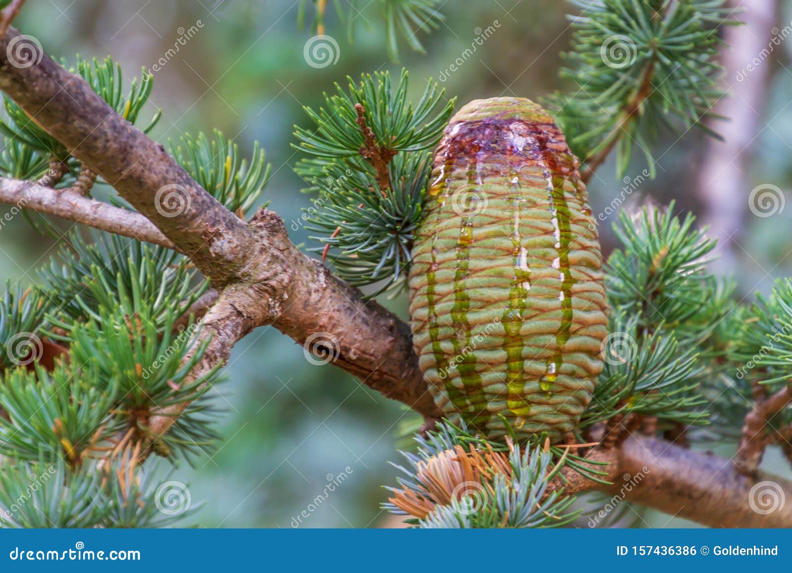 christmas background with himalayan cedar or deodar cedar tree with cones and copy space for text