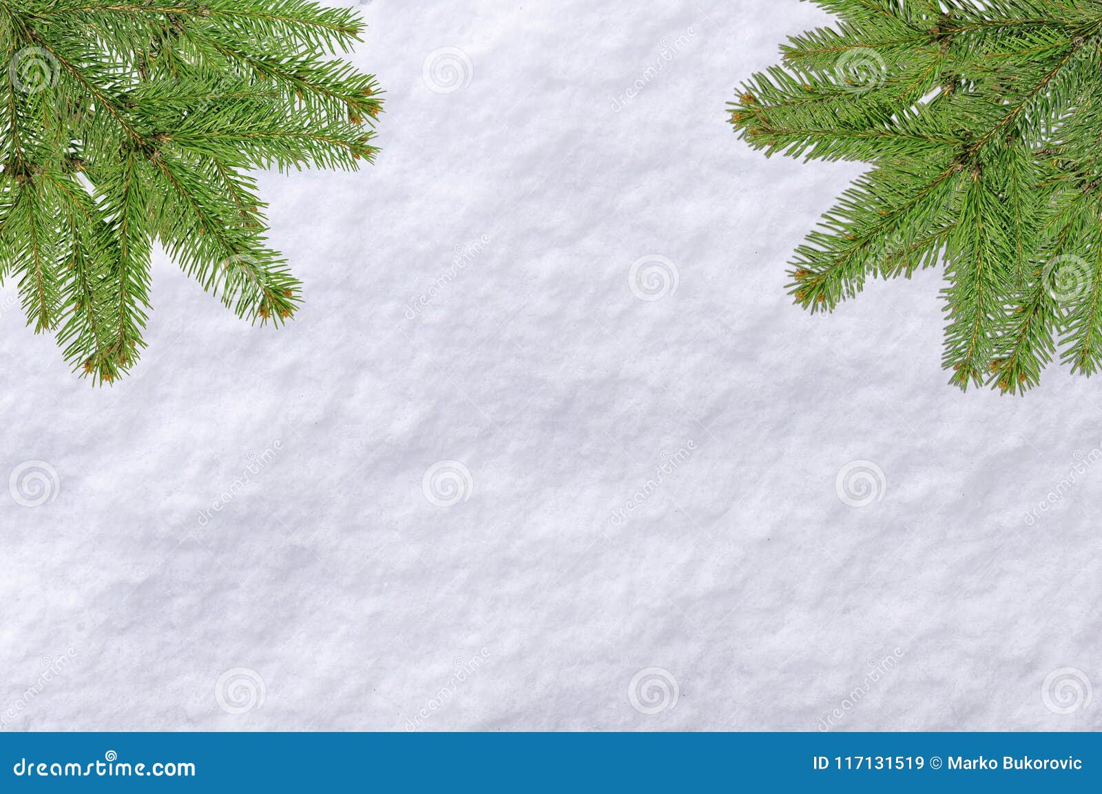 Download Christmas Background Pine Tree And Snow Surface White Background Stock Image Image of branch