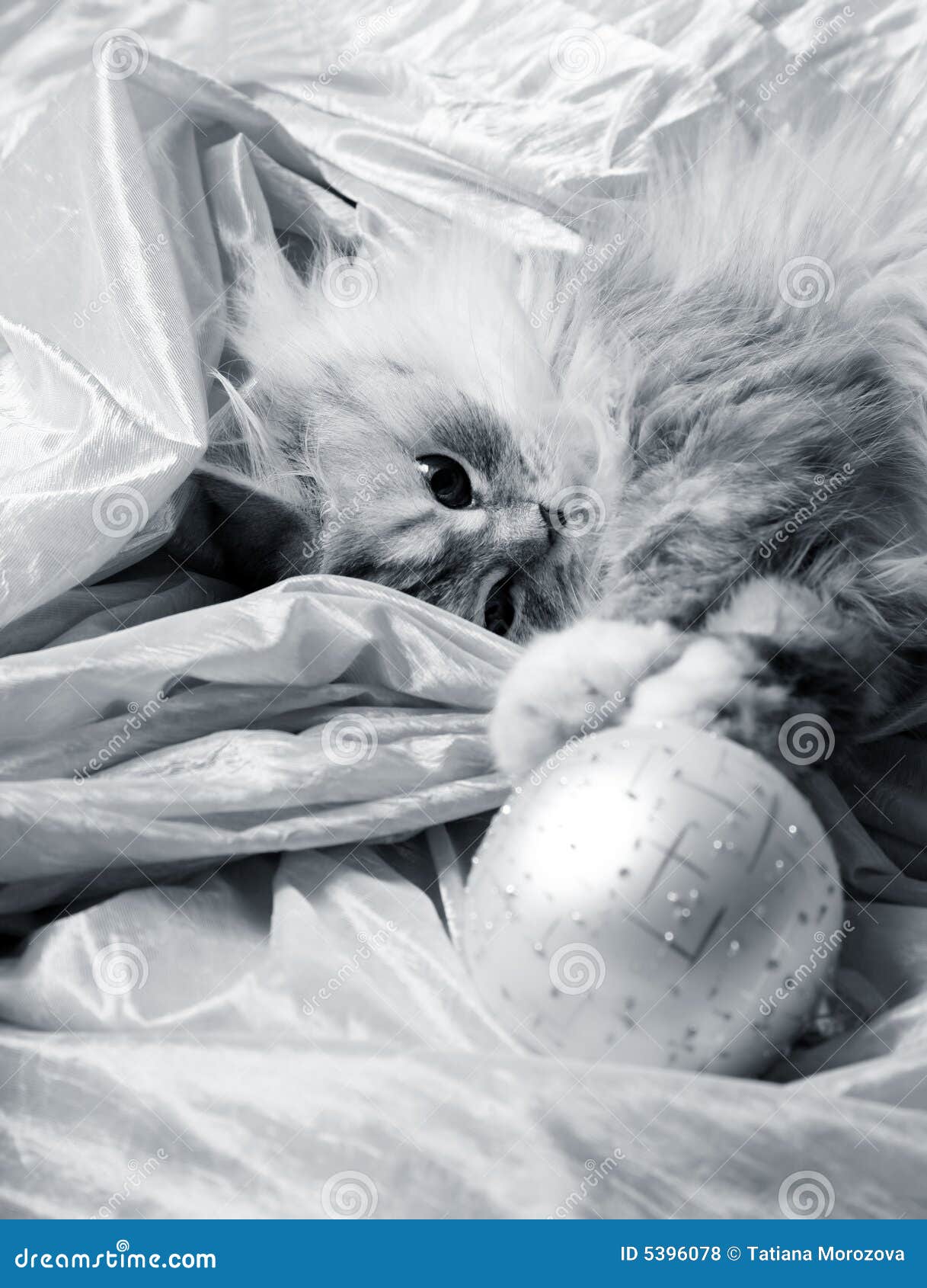 Christmas balls and cat stock photo. Image of christmas 5396078