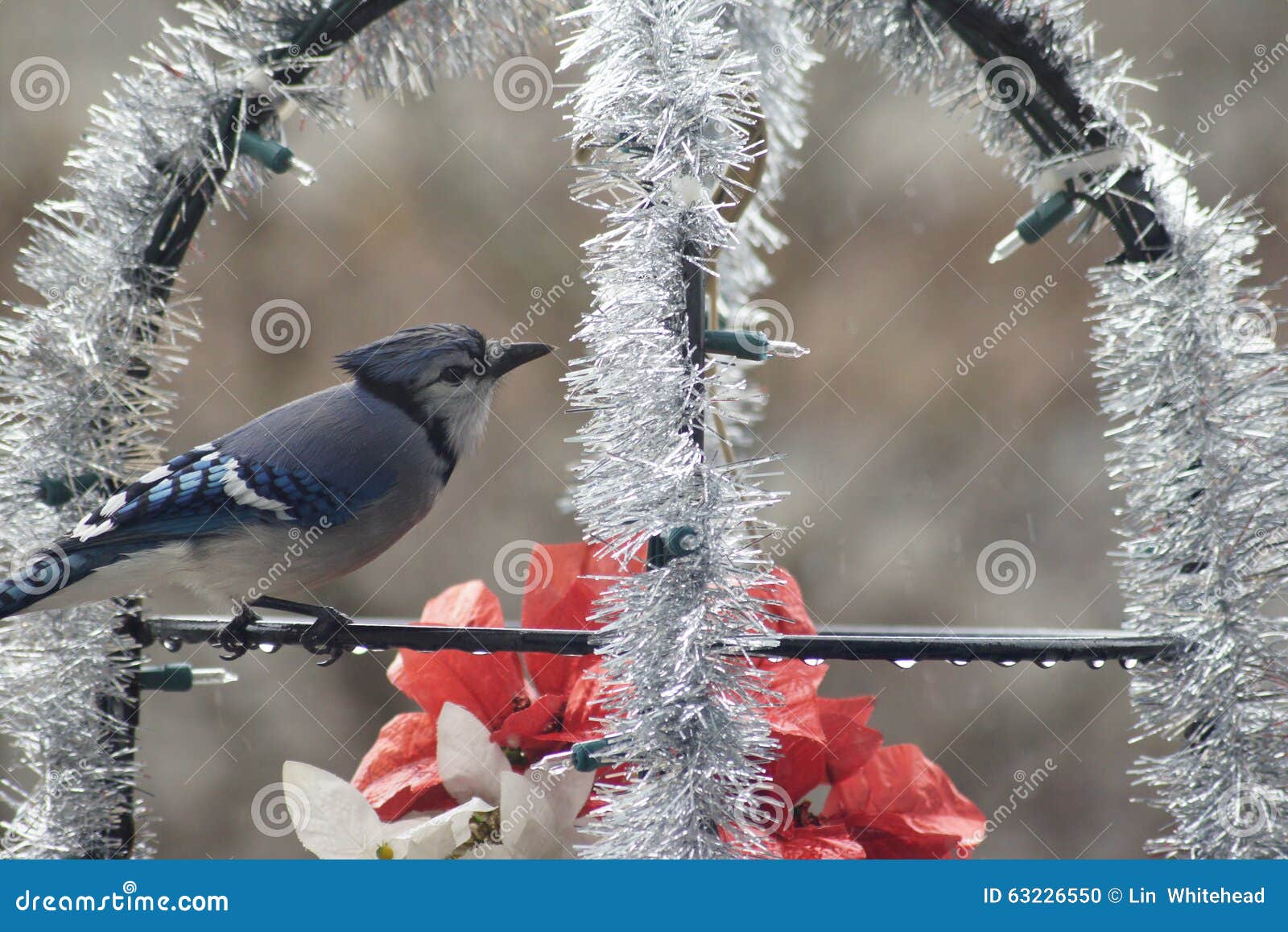 Christmas Blue Jay stock photo. Image of garland, water 63226550