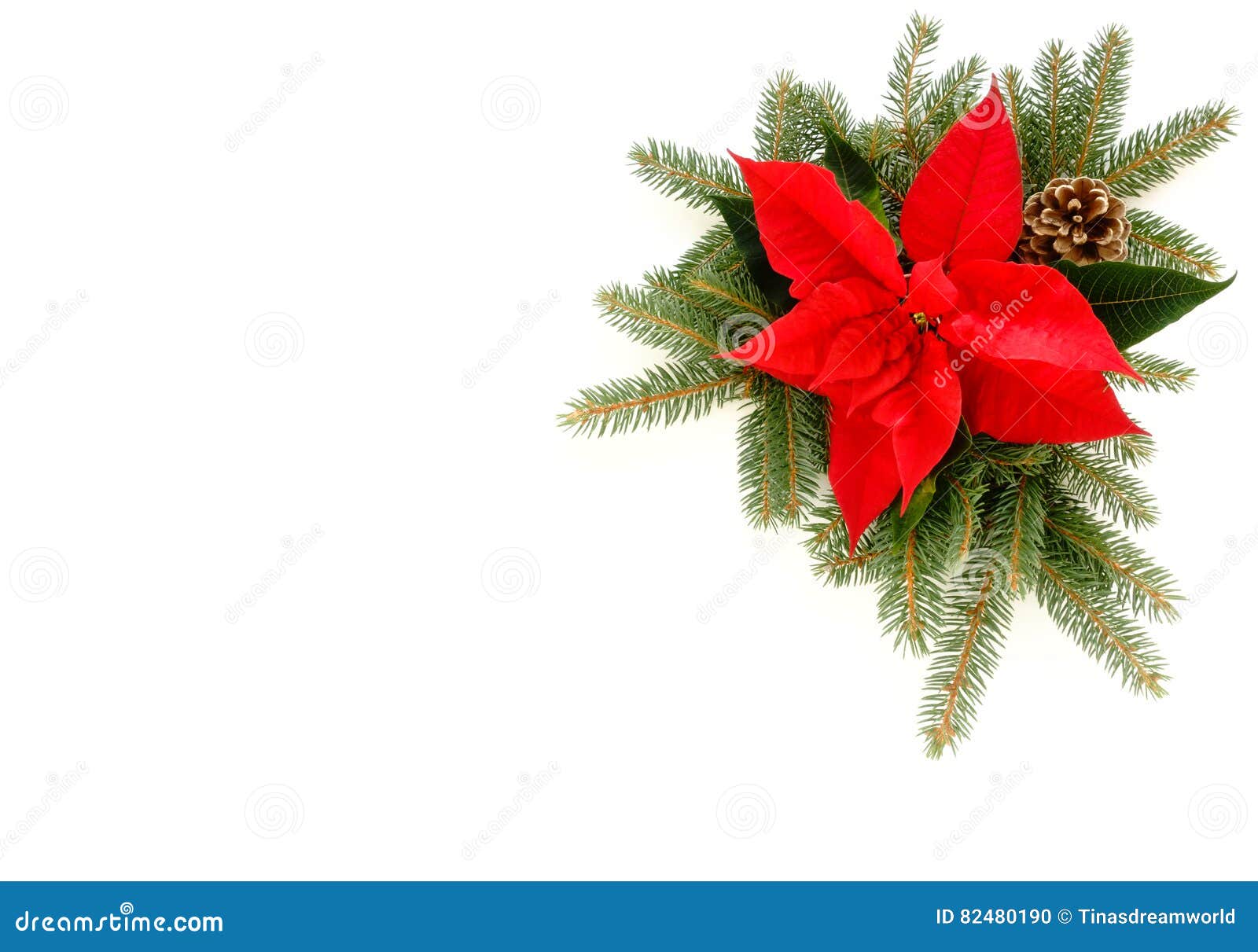 Christmas Border of Poinsettia, Fir Tree Branches and Pine Cone Stock ...
