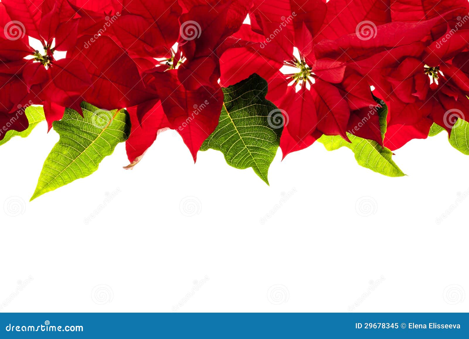 Christmas Border With Red Poinsettias Royalty Free Stock Photo - Image ...