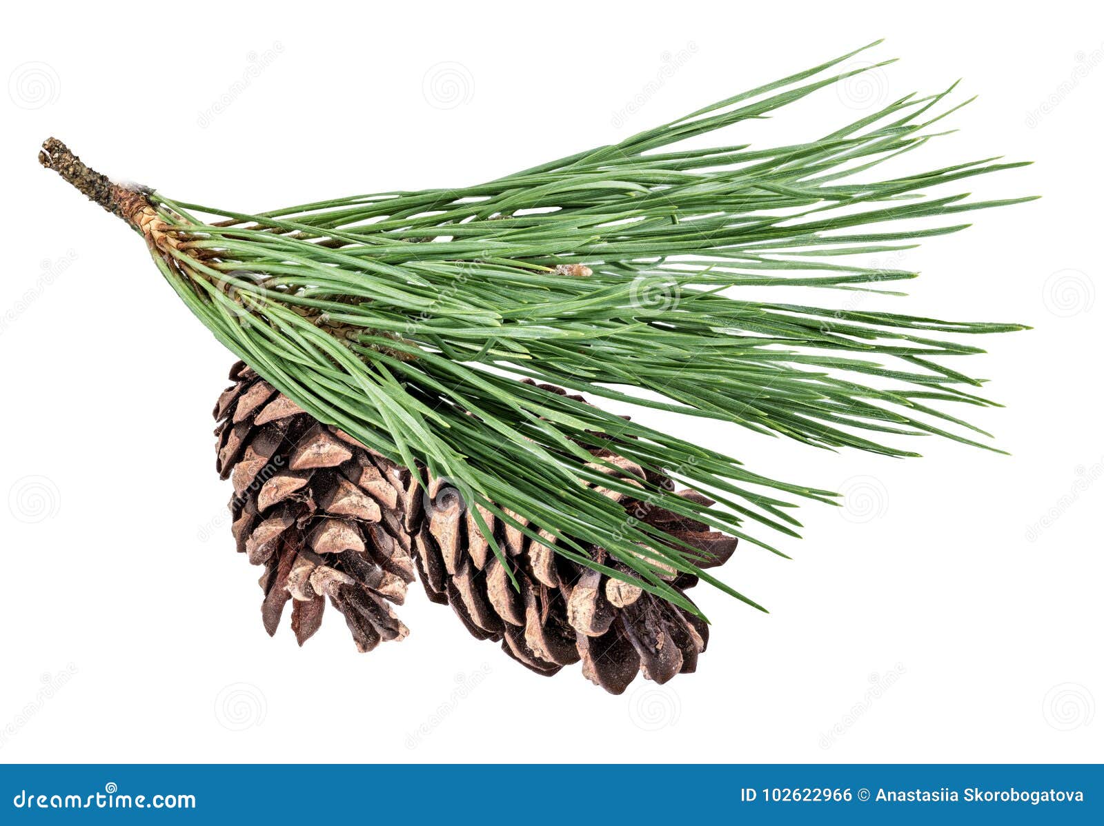 christmas branch  with clipping path