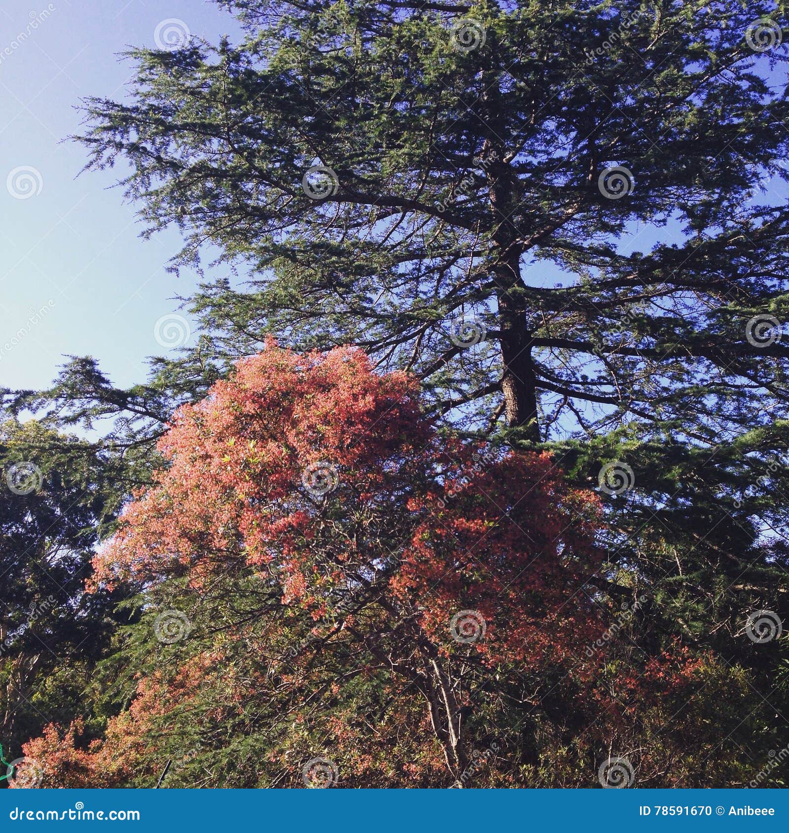 Christmas bush stock photo. Image of pine, christmas 78591670