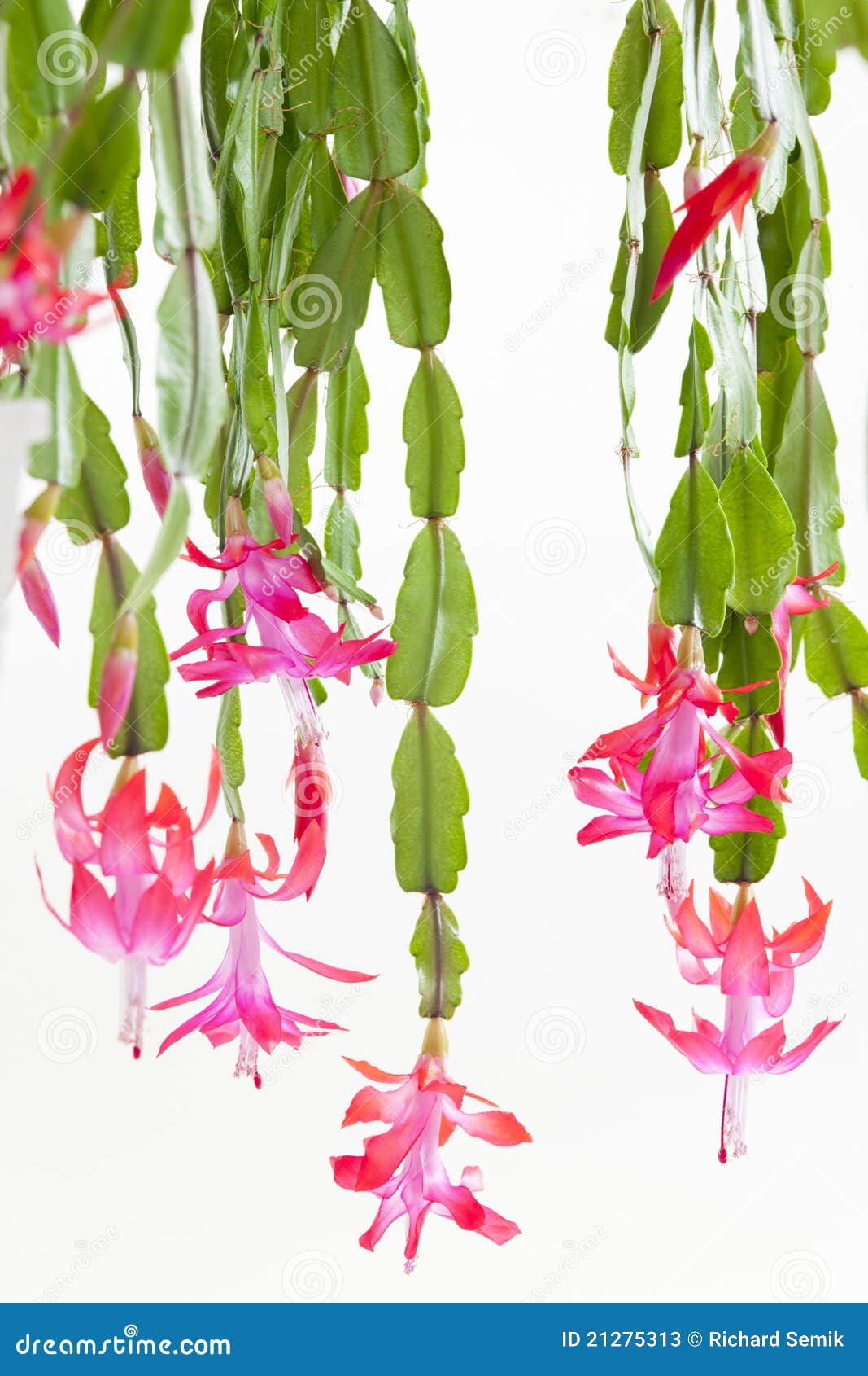 Christmas cactus stock image. Image of life, plant, christmas 21275313