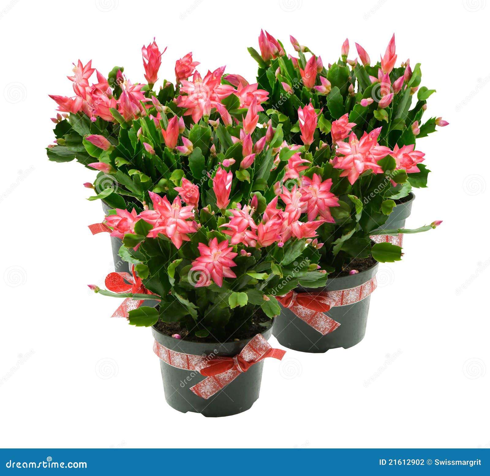 My Image 10