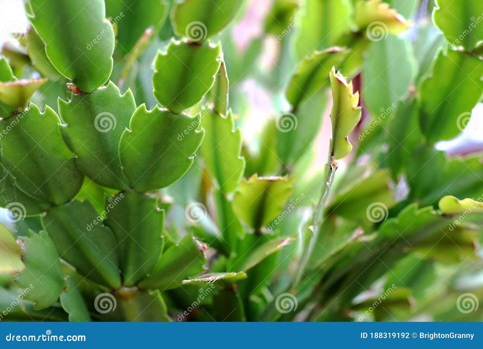Christmas cactus leaves. stock photo. Image of shapes 188319192