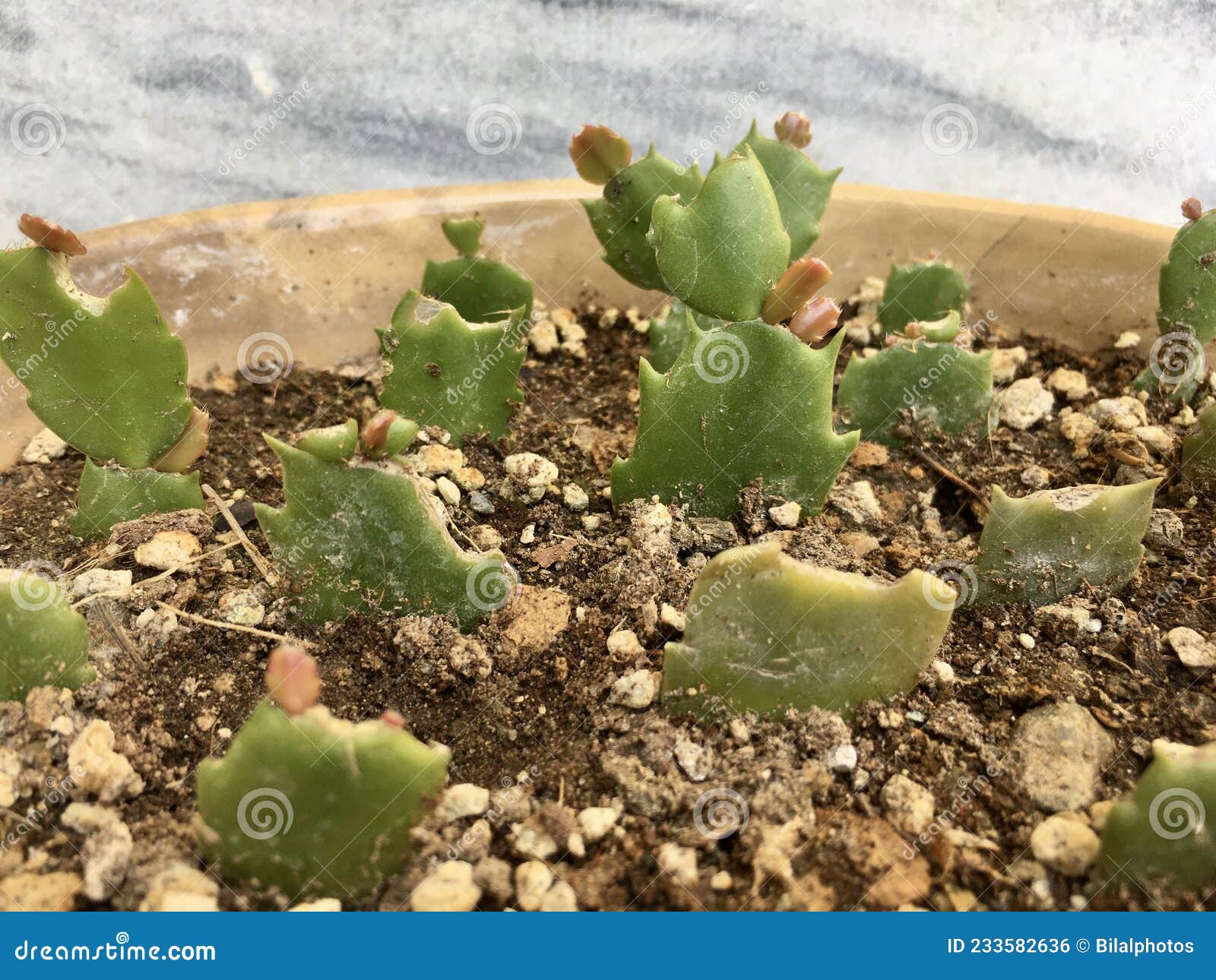 Christmas Cactus Schlumbergera Plants Propagation Stock Photo Image