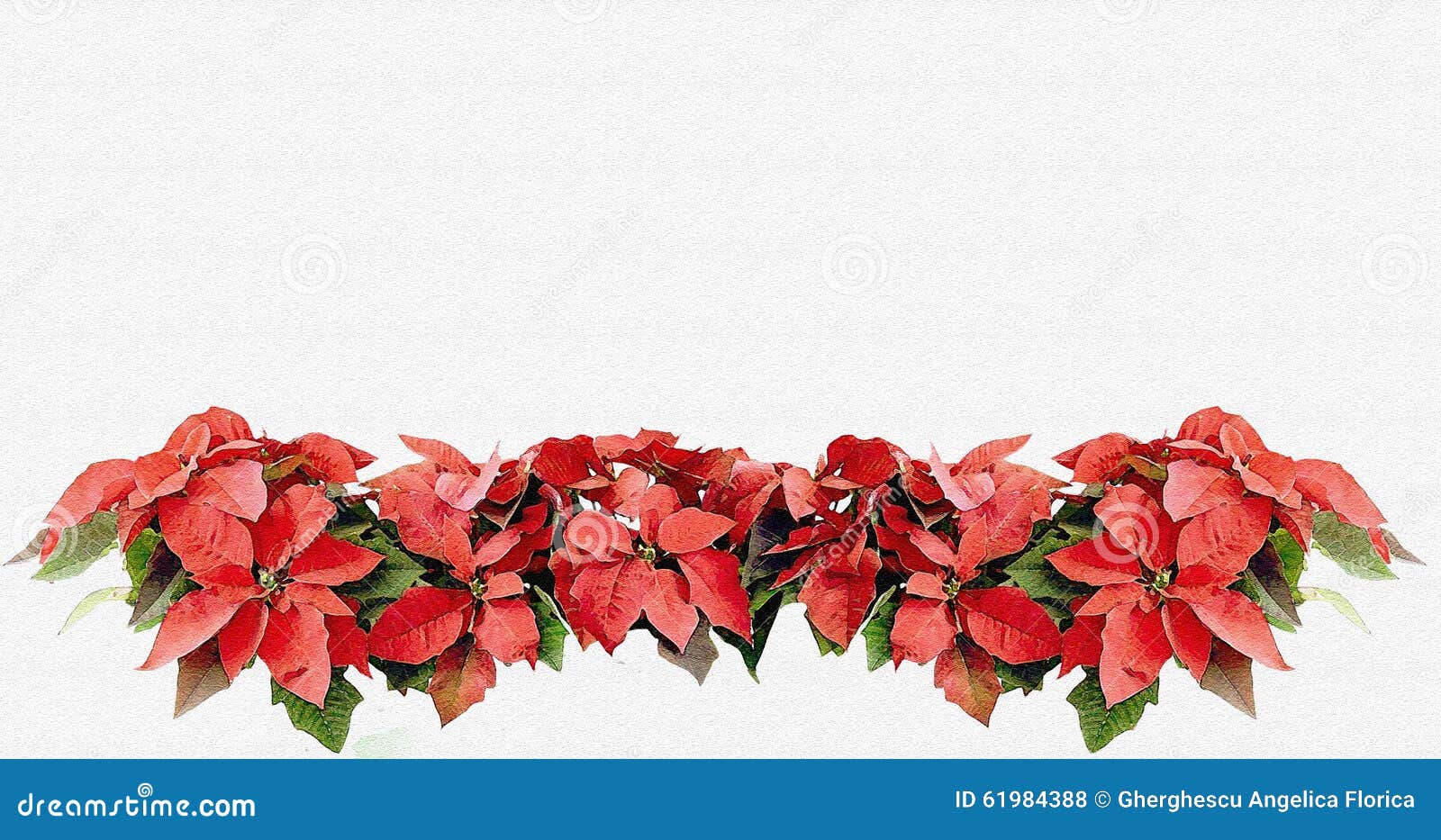 Christmas Card Poinsettia Flowers Stock Illustration 