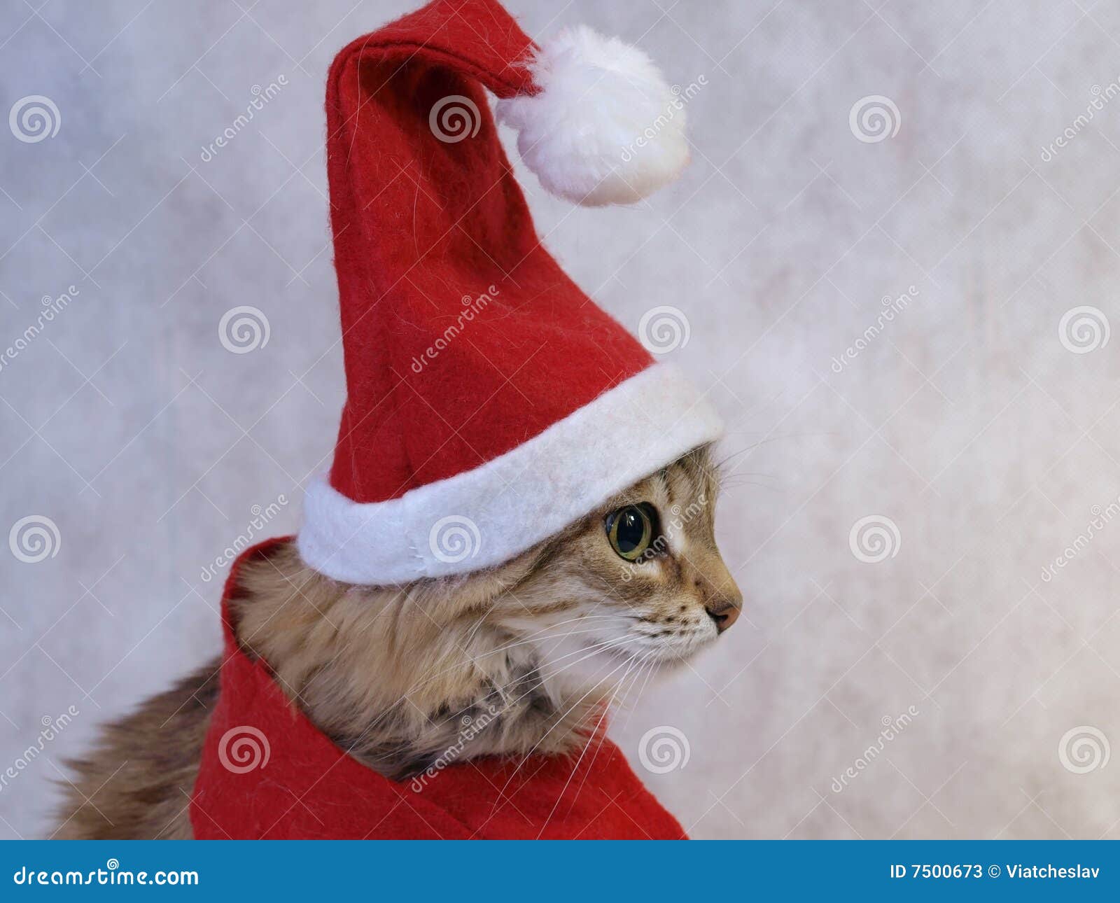 christmas santa cat profile picture