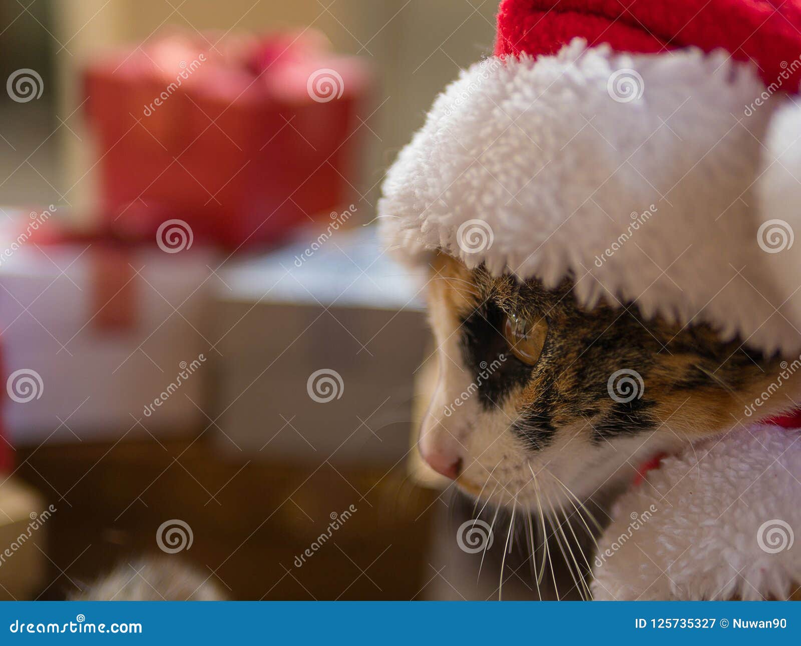 Christmas Cat in Red Santa Hat on Gift Box Background Stock Image
