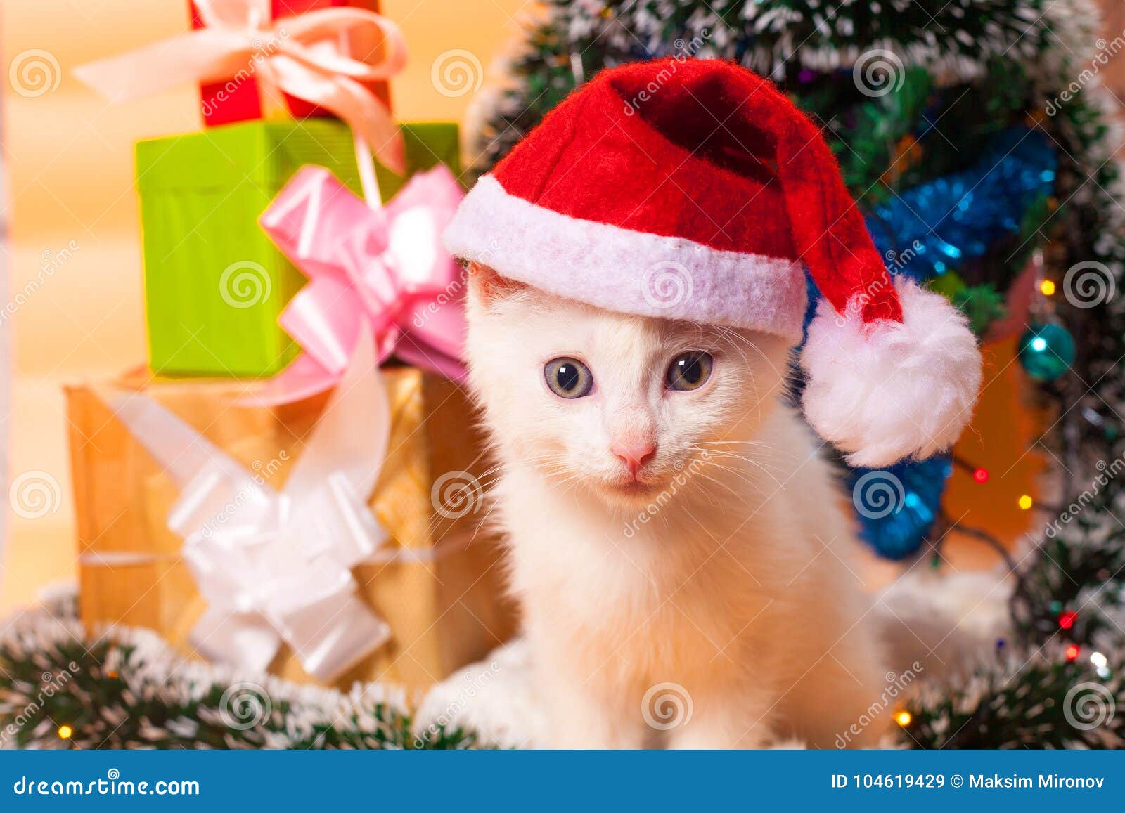 Christmas Cat in Red Santa`s Hat Near Christmas Tree Stock Image