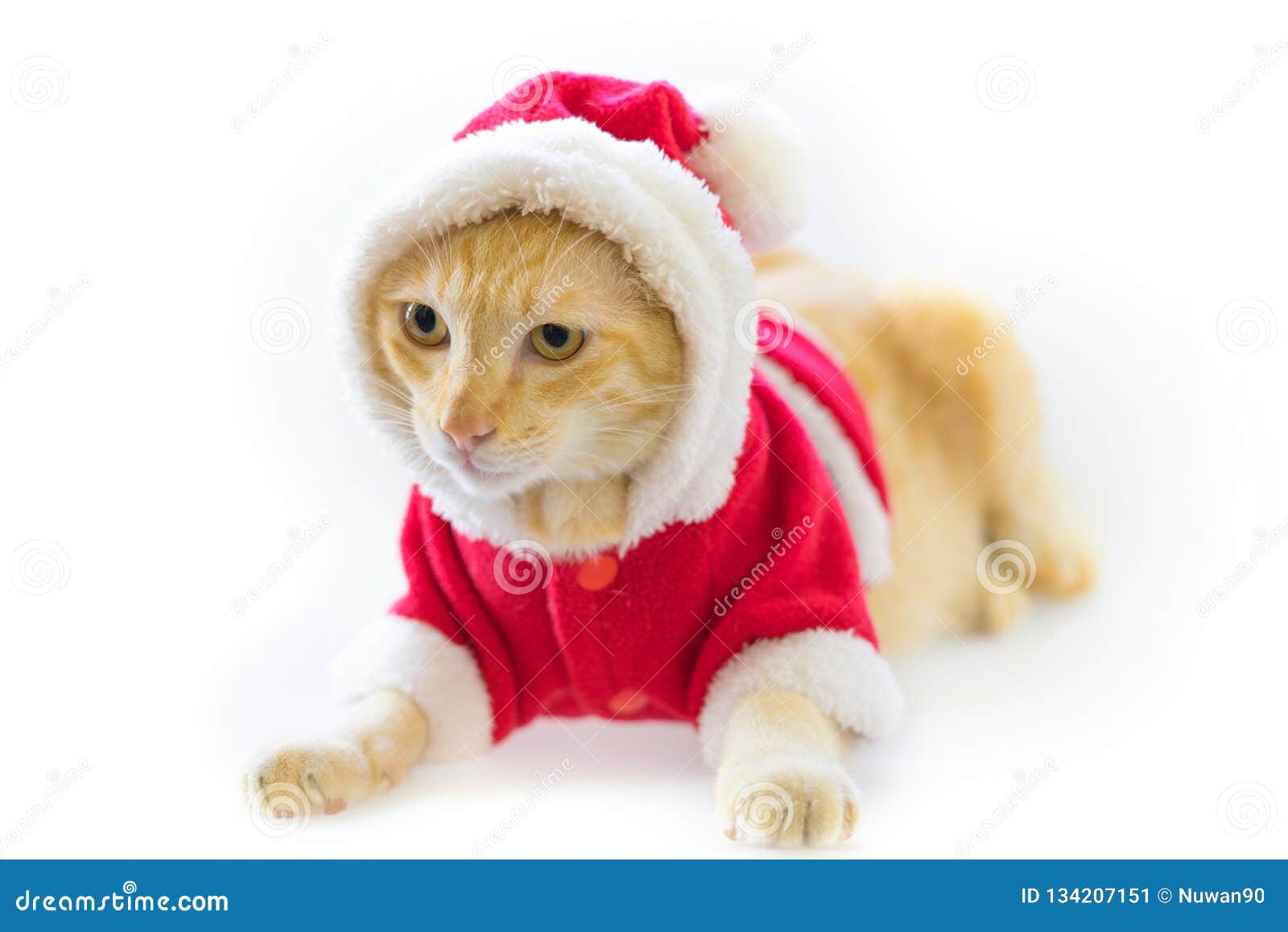 Christmas Cat in Santa Suite on White Background Stock Image Image of
