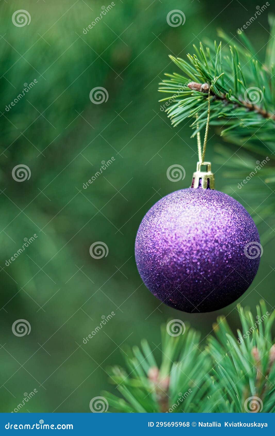 Christmas Composition. Purple Ball on a Christmas Tree Branch Stock