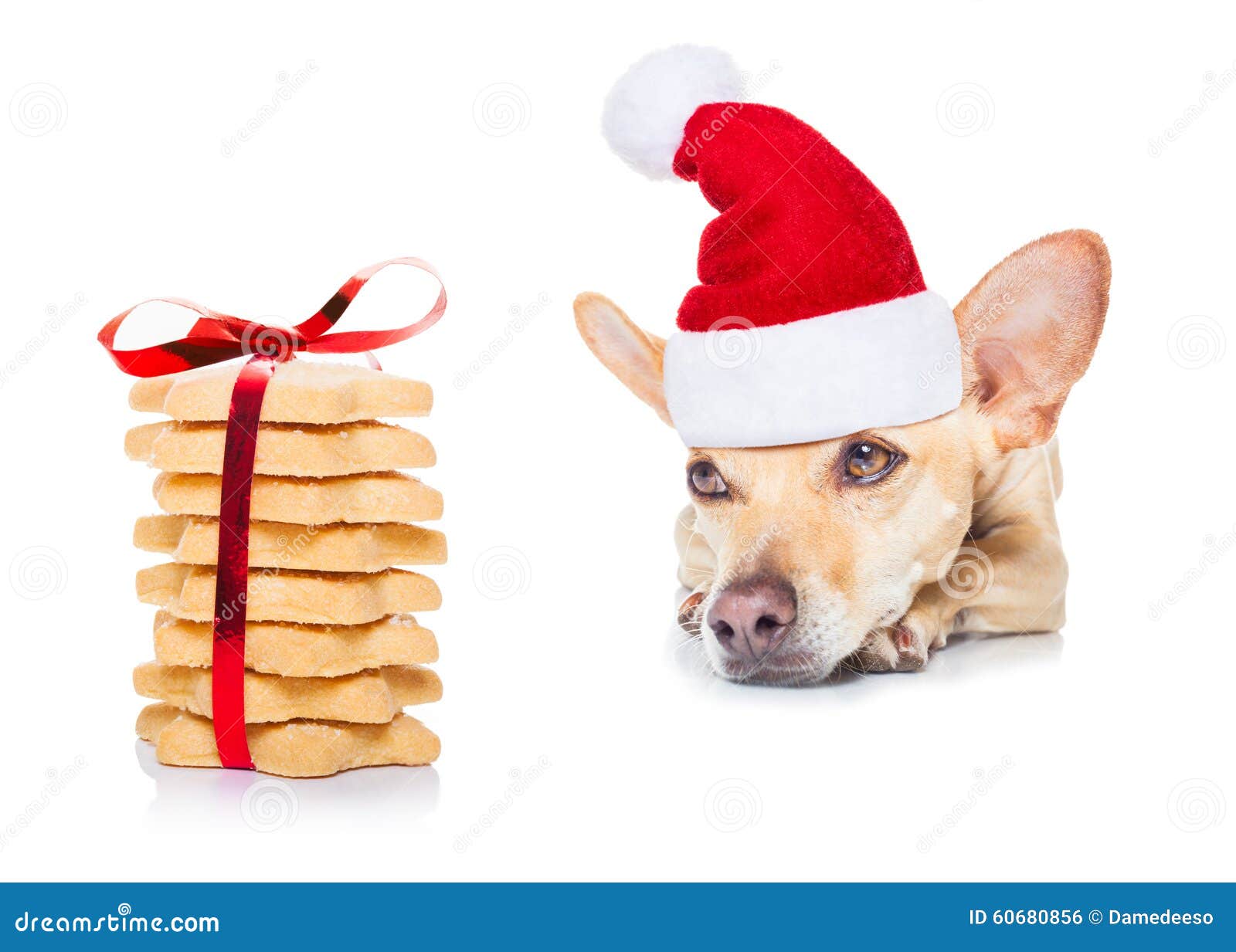 Christmas Cookies And Dog Stock Photo - Image: 60680856