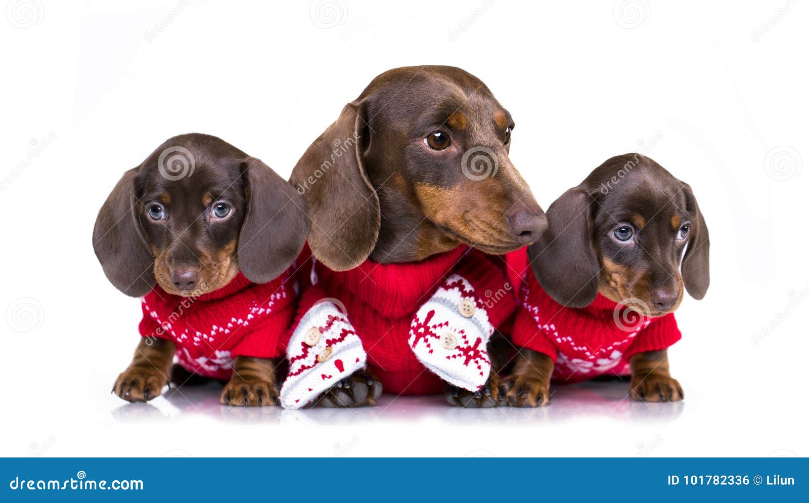 DACHSHUND CHRISTMAS TREE DECORATION XMAS SAUSAGE DOG PUPPY GIFT PRESENT 